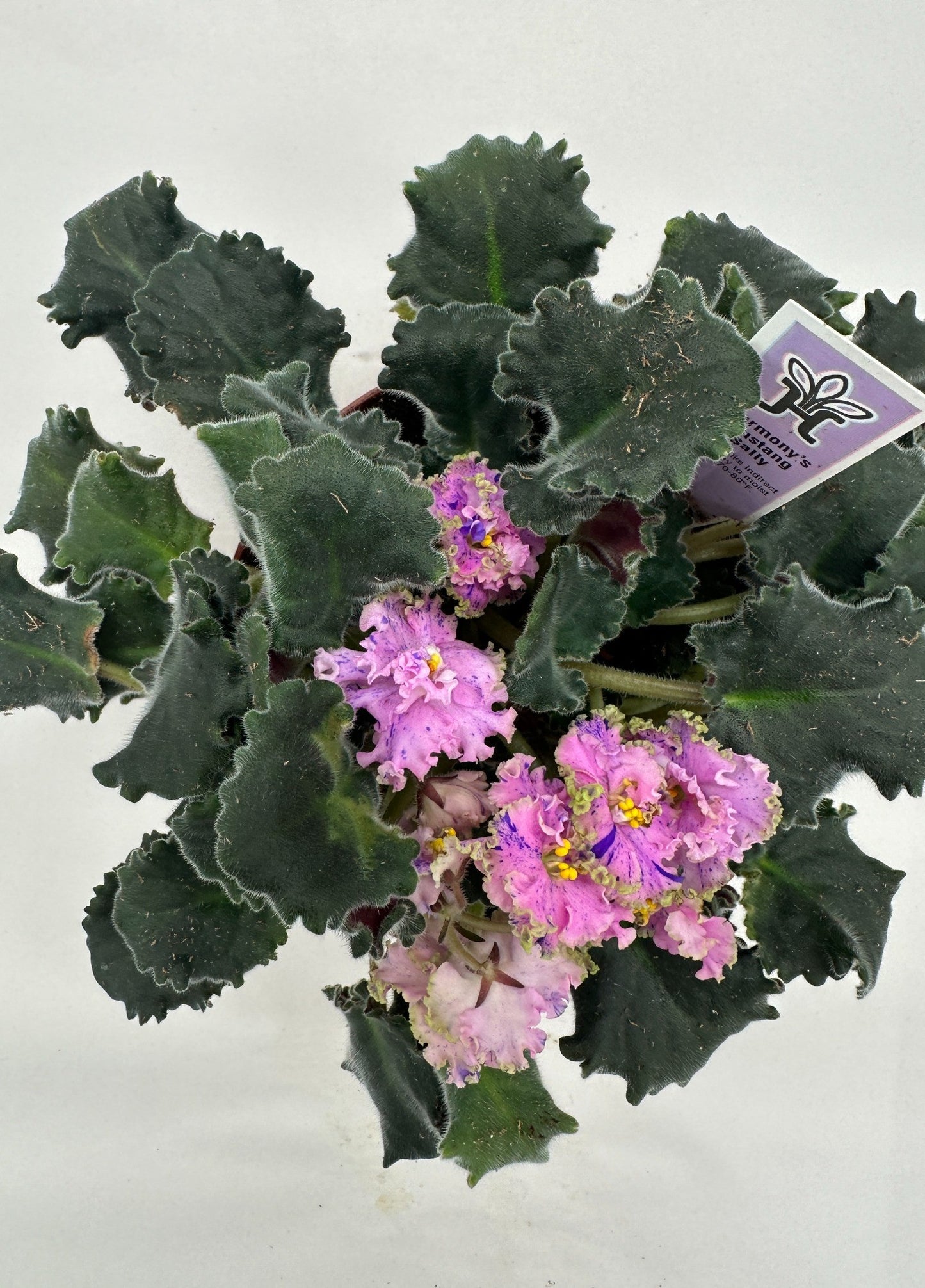 Harmony's Mustang Sally - Live African Violet 6"
