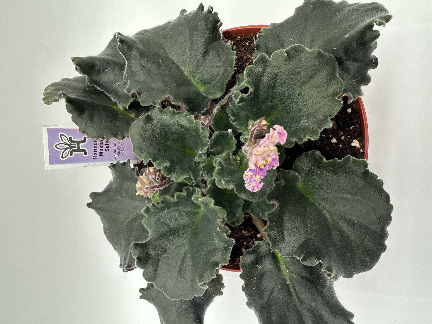 Harmony's Mustang Sally - Live African Violet 6"