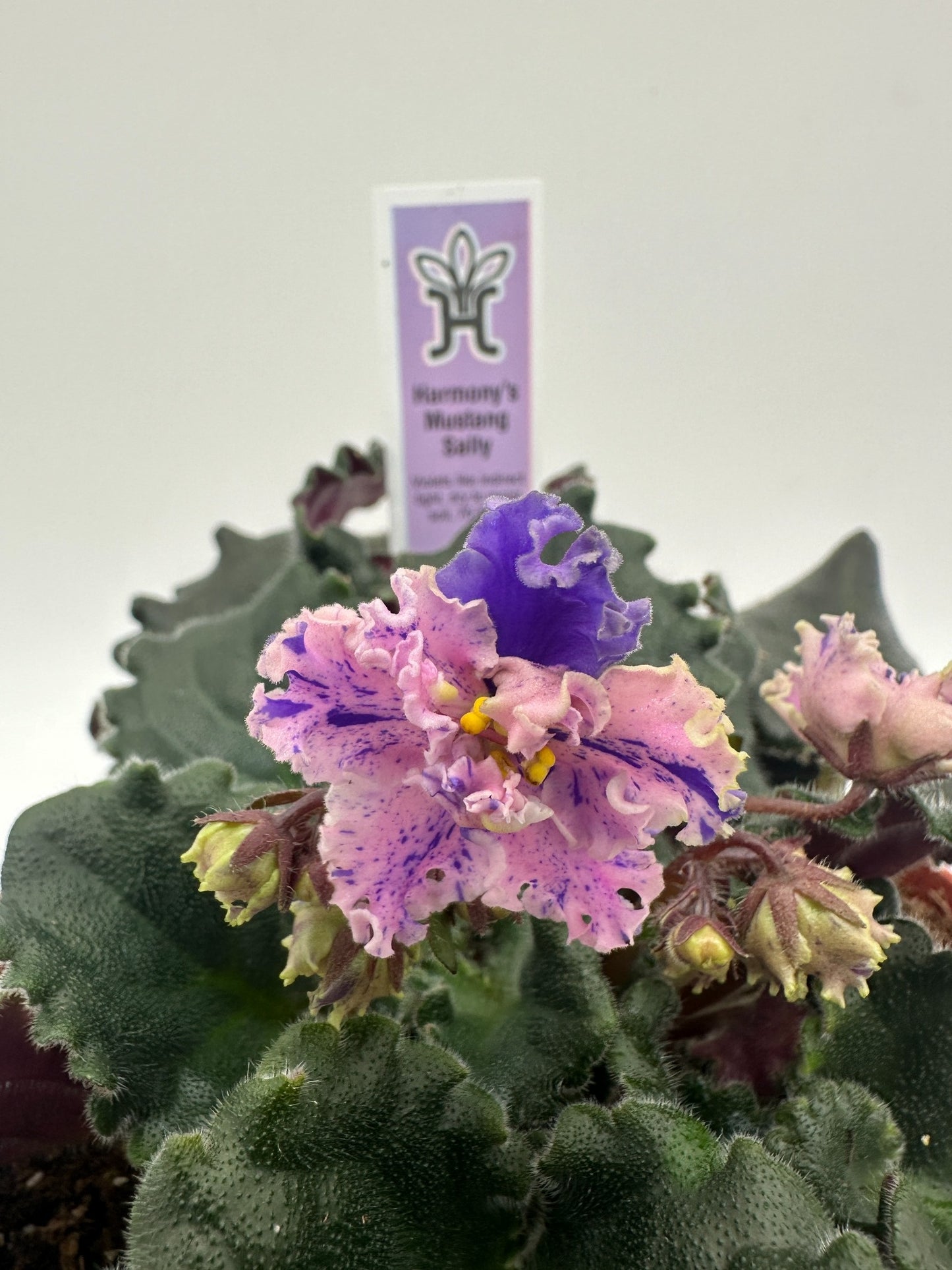 Harmony's Mustang Sally - Live African Violet 6"