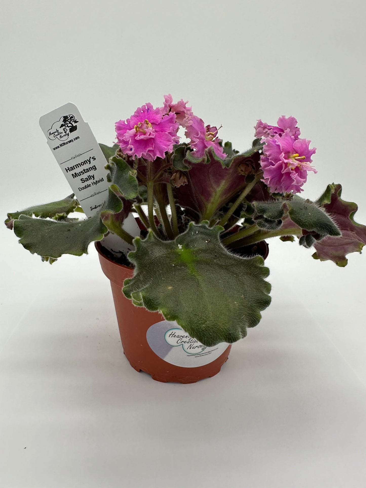 Harmony's Mustang Sally - Double Hybrid - Live African Violet 4"