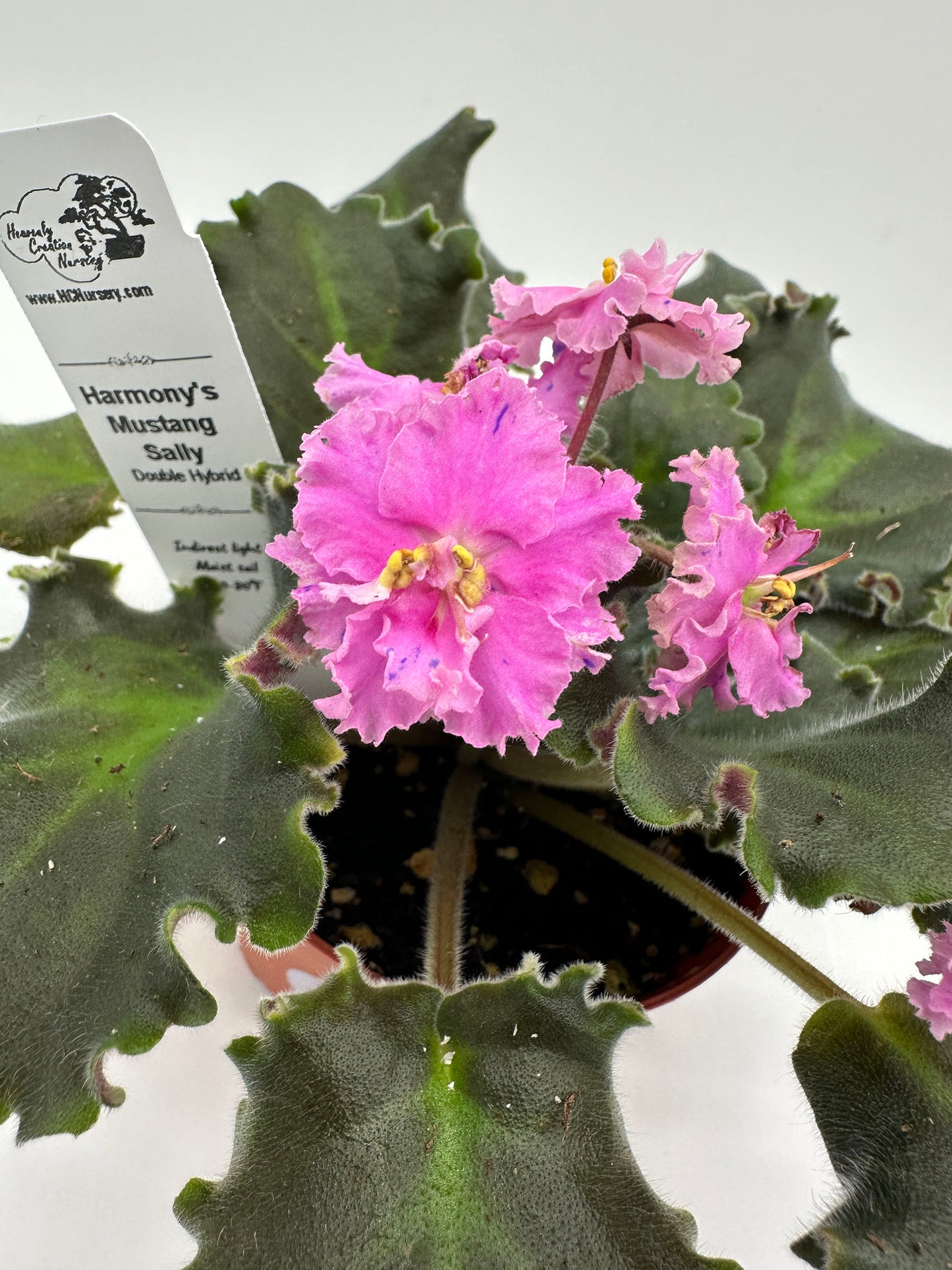 Harmony's Mustang Sally - Double Hybrid - Live African Violet 4"