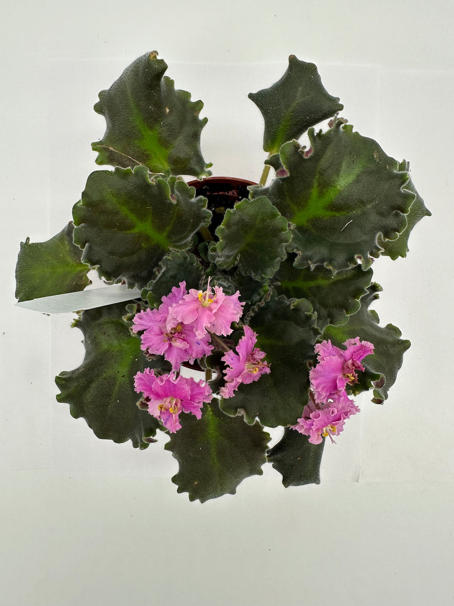 Harmony's Mustang Sally - Double Hybrid - Live African Violet 4"