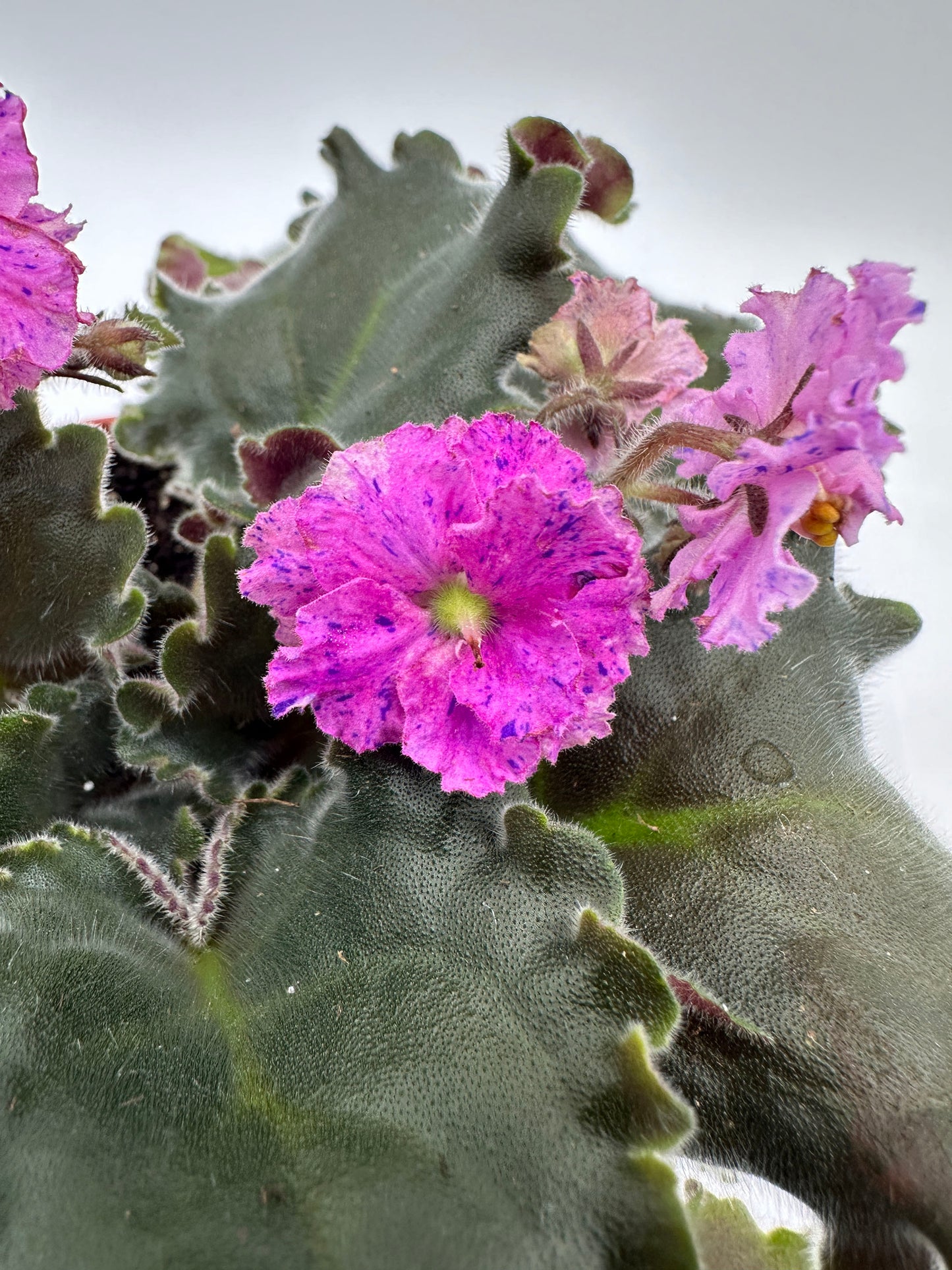 Harmony's Mustang Sally - Double Hybrid - Live African Violet 4"