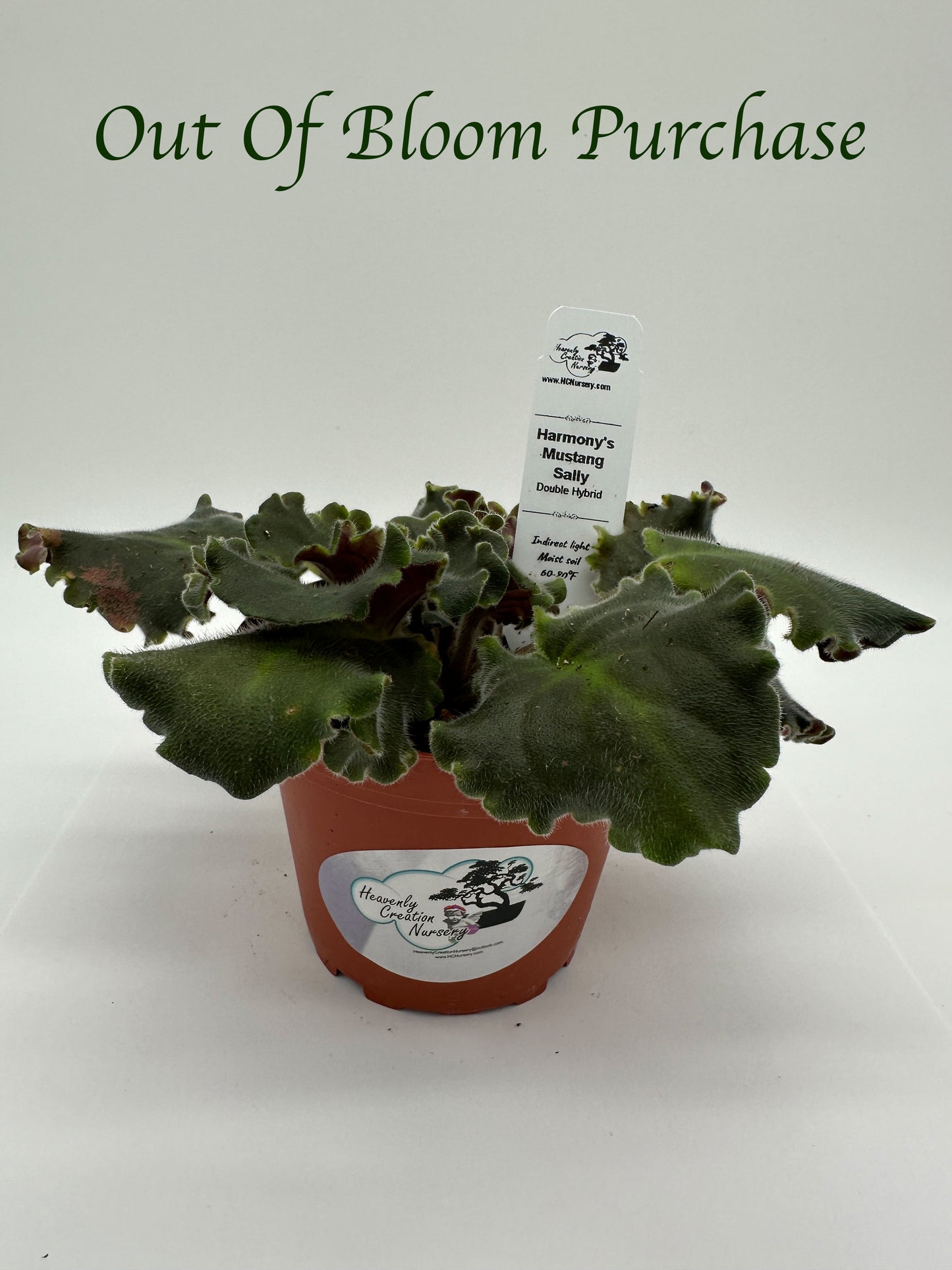 Harmony's Mustang Sally - Double Hybrid - Live African Violet 4"