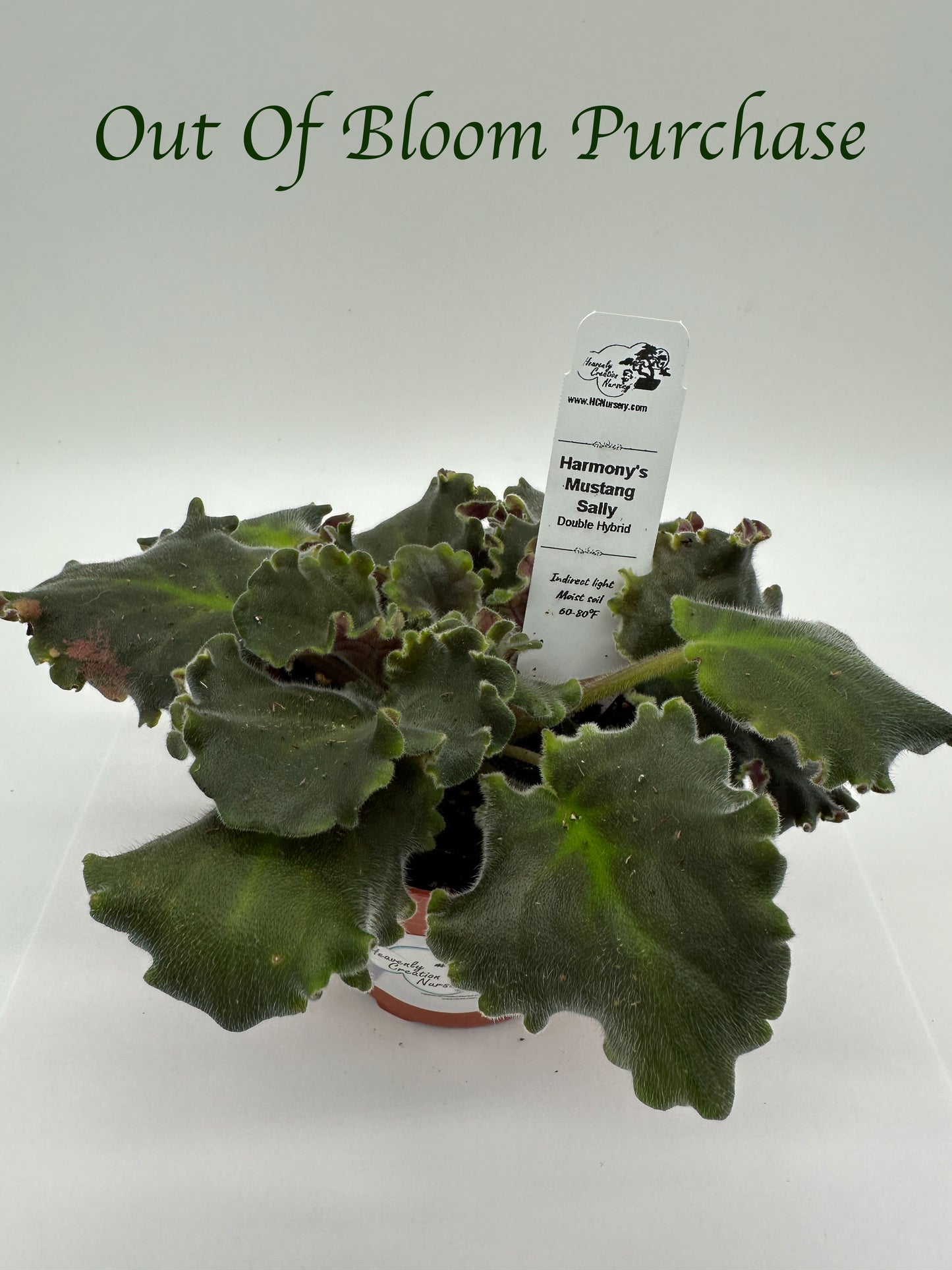 Harmony's Mustang Sally - Double Hybrid - Live African Violet 4"