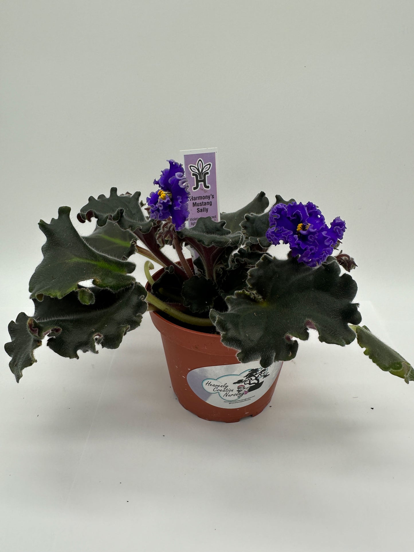 Harmony's Mustang Sally - Purple Hybrid - Live African Violet 4"