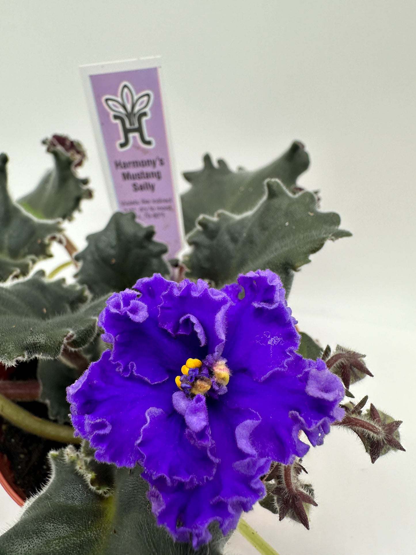 Harmony's Mustang Sally - Purple Hybrid - Live African Violet 4"