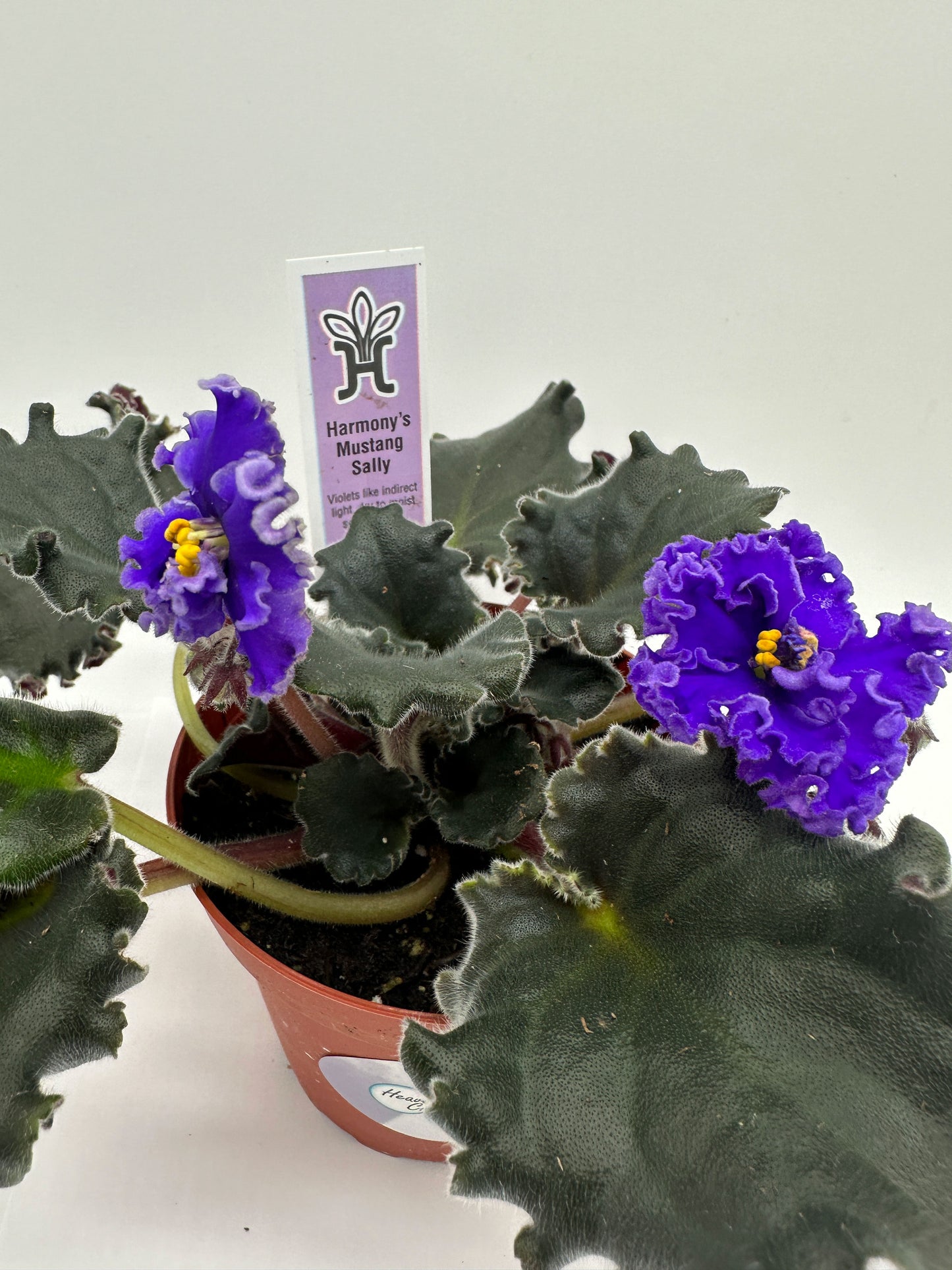 Harmony's Mustang Sally - Purple Hybrid - Live African Violet 4"