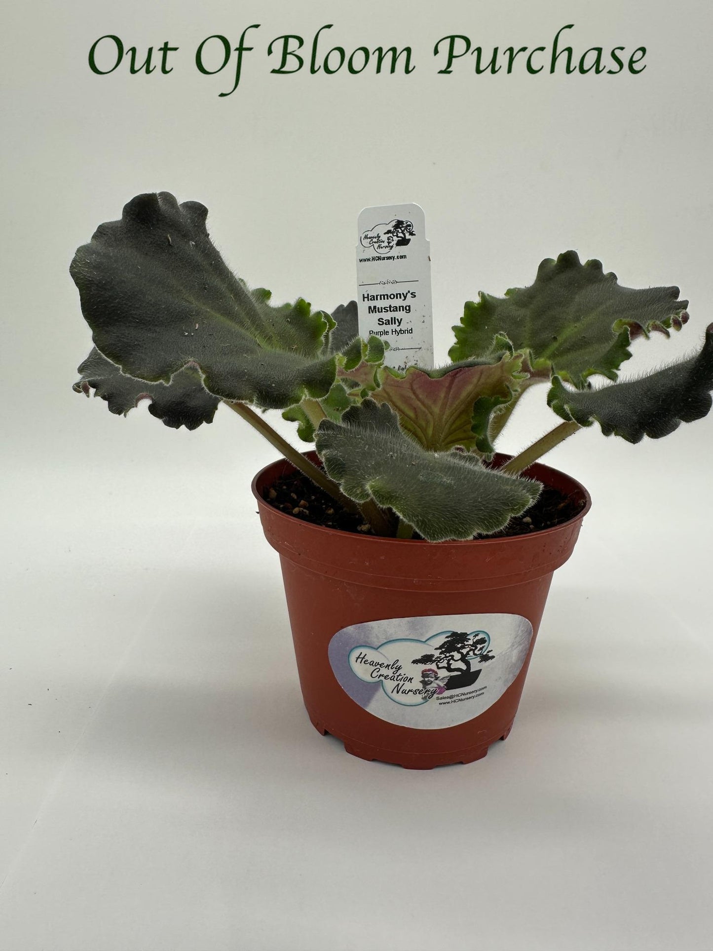 Harmony's Mustang Sally - Purple Hybrid - Live African Violet 4"