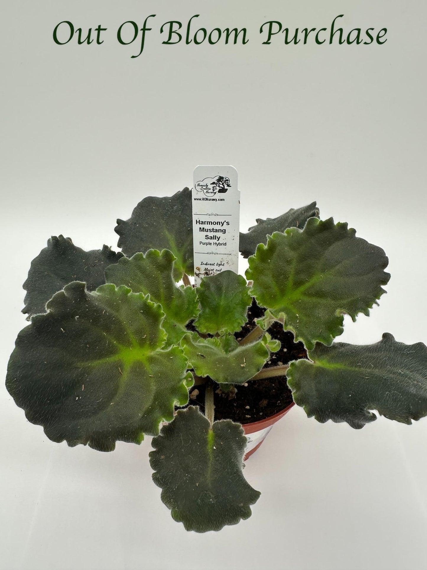 Harmony's Mustang Sally - Purple Hybrid - Live African Violet 4"