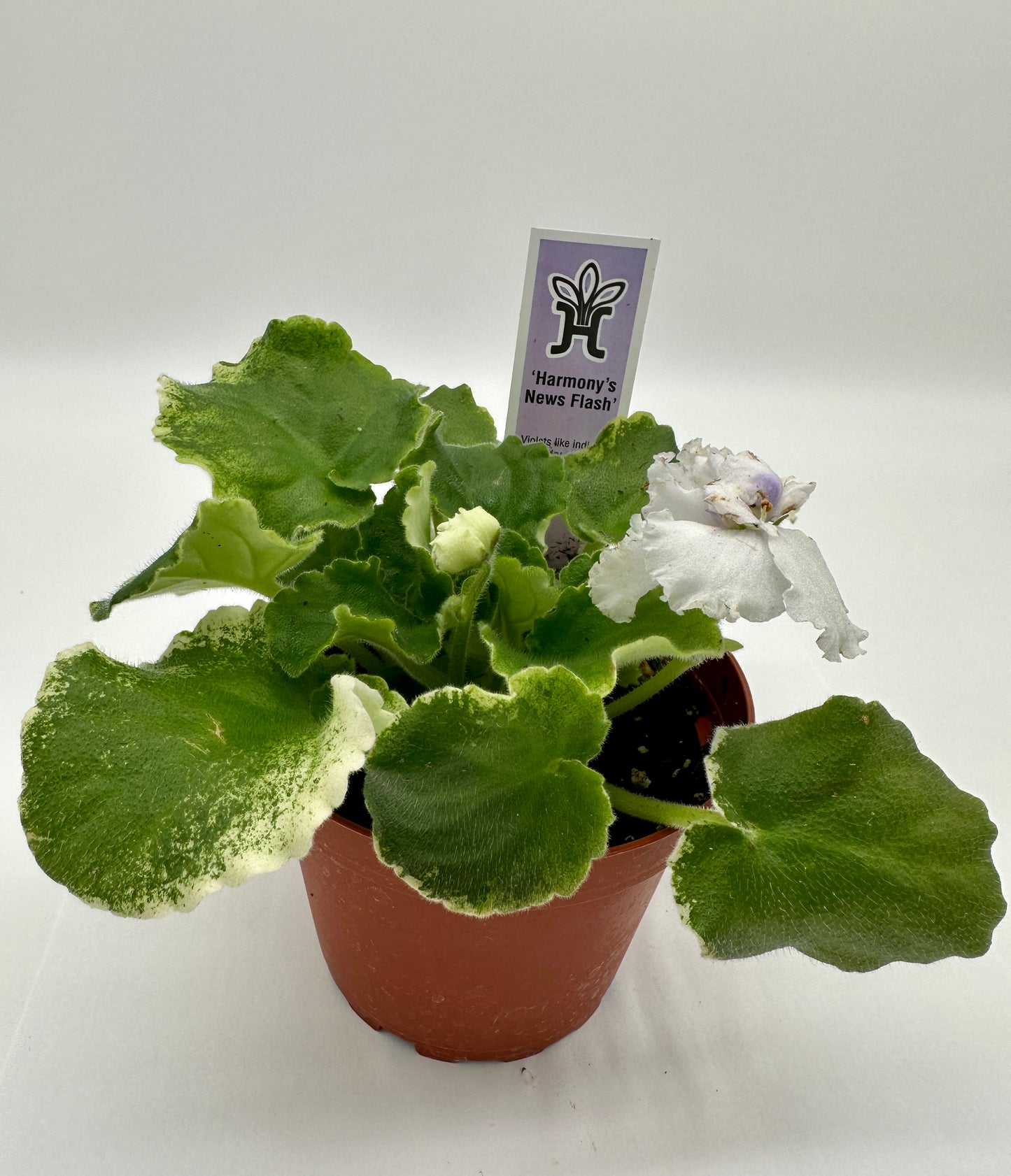 Harmony's News Flash - Live African Violet 4"