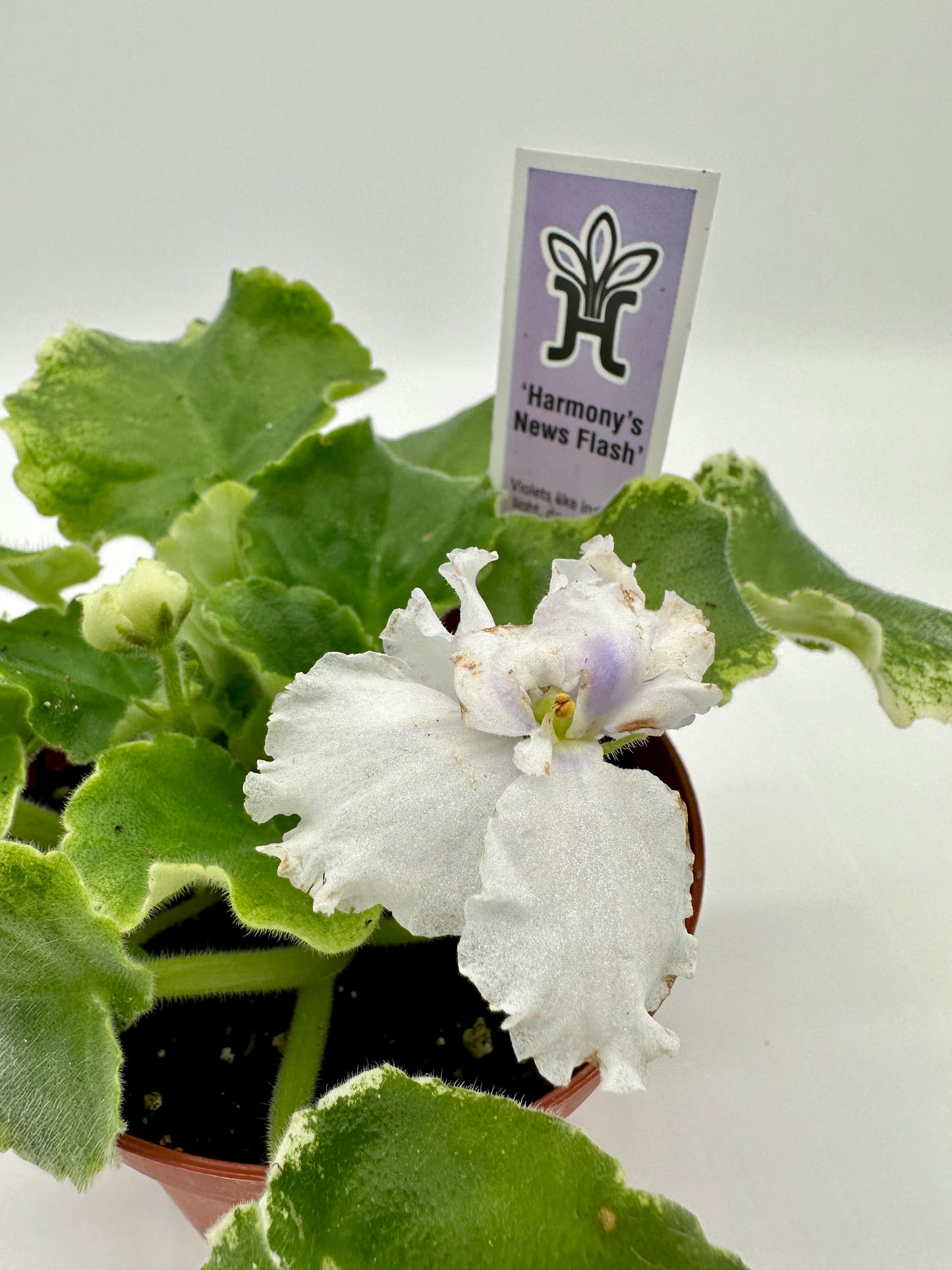 Harmony's News Flash - Live African Violet 4"