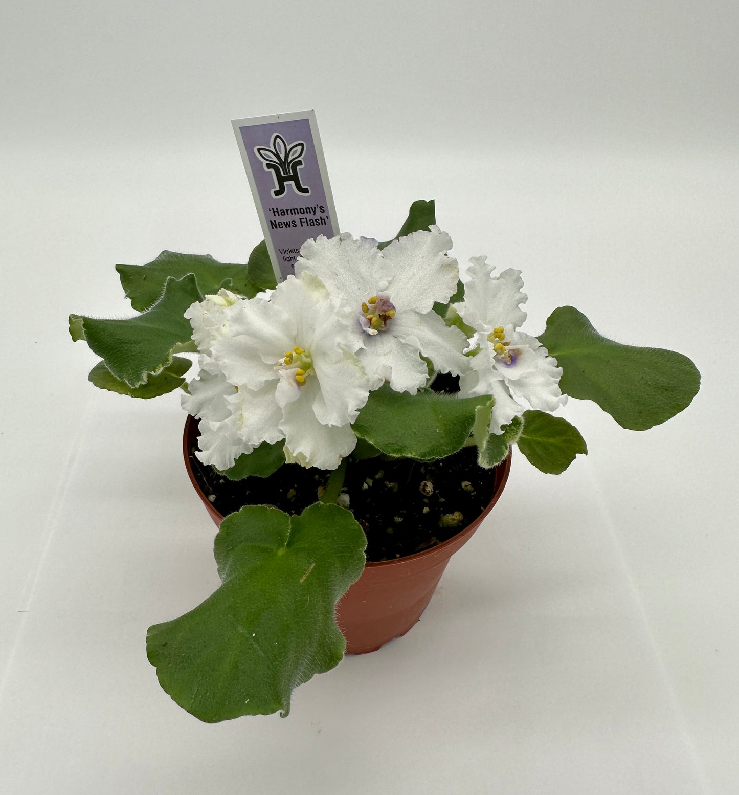 Harmony's News Flash - Live African Violet 4"