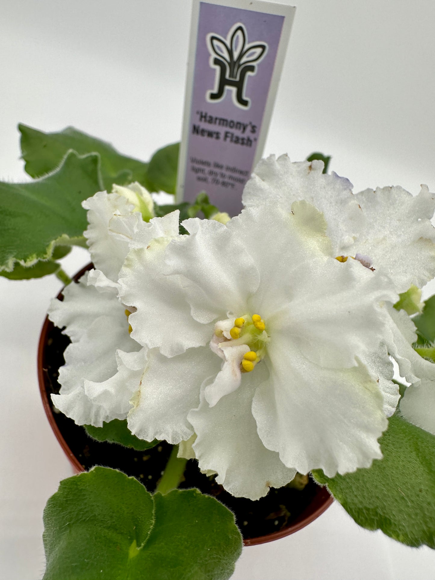 Harmony's News Flash - Live African Violet 4"
