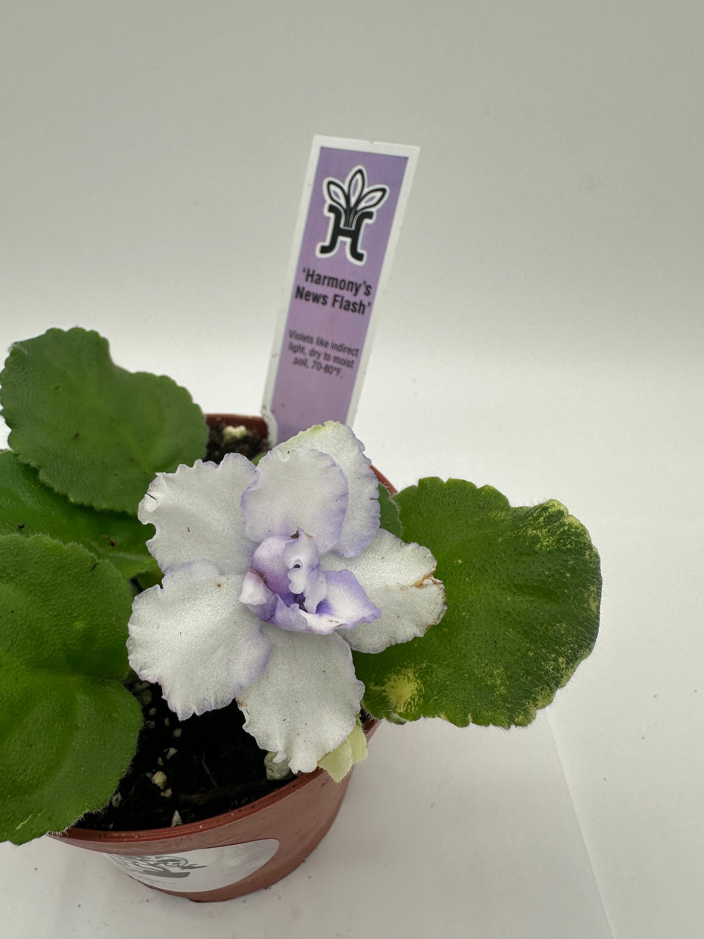 Harmony's News Flash - Live African Violet 4"