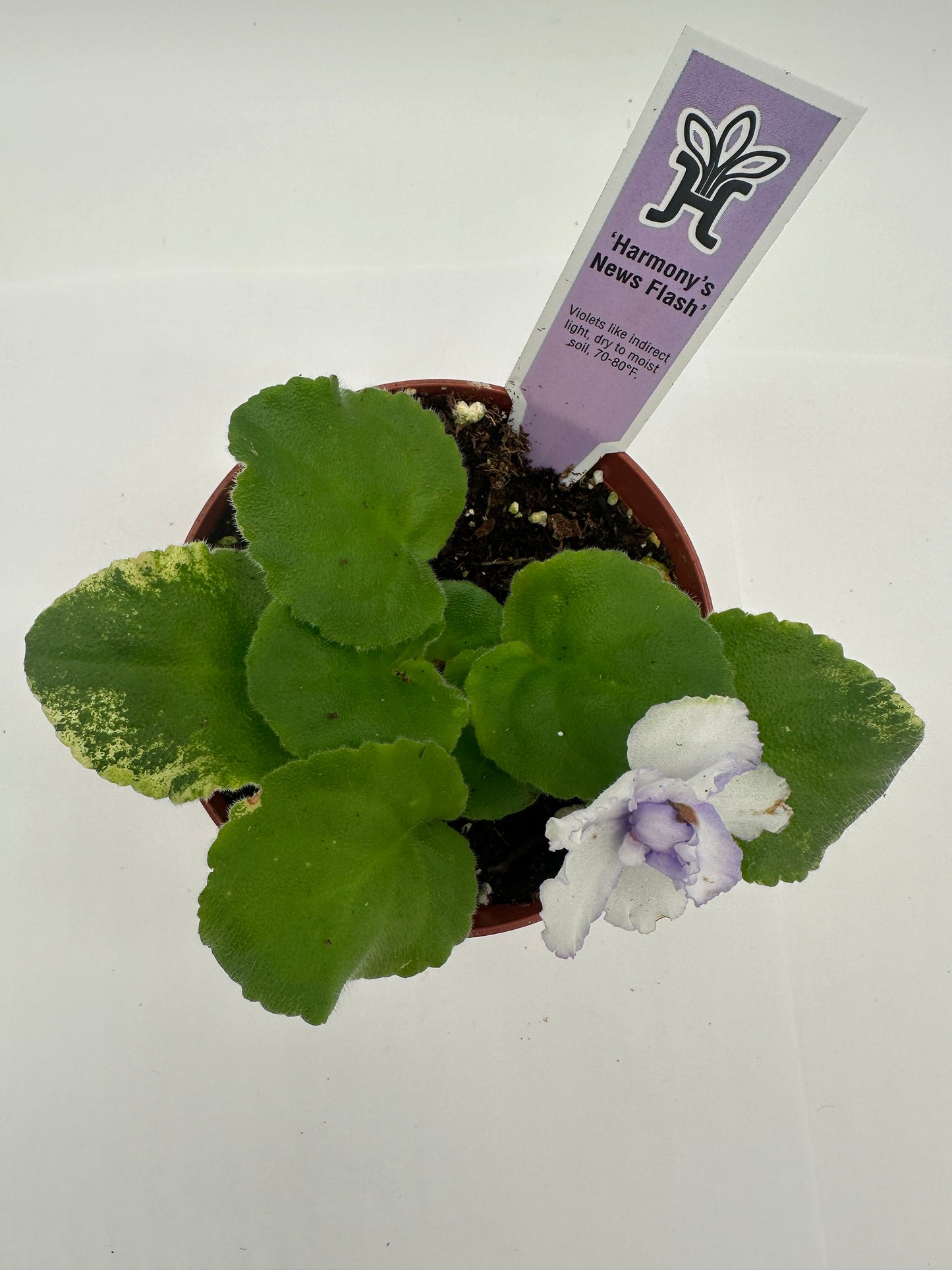 Harmony's News Flash - Live African Violet 4"
