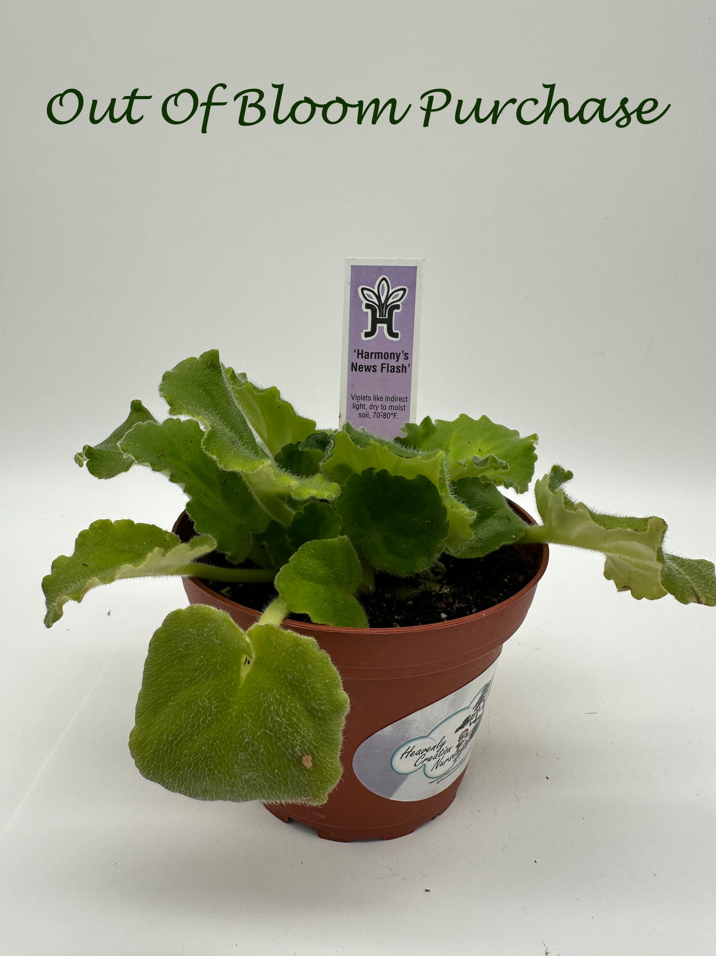 Harmony's News Flash - Live African Violet 4"