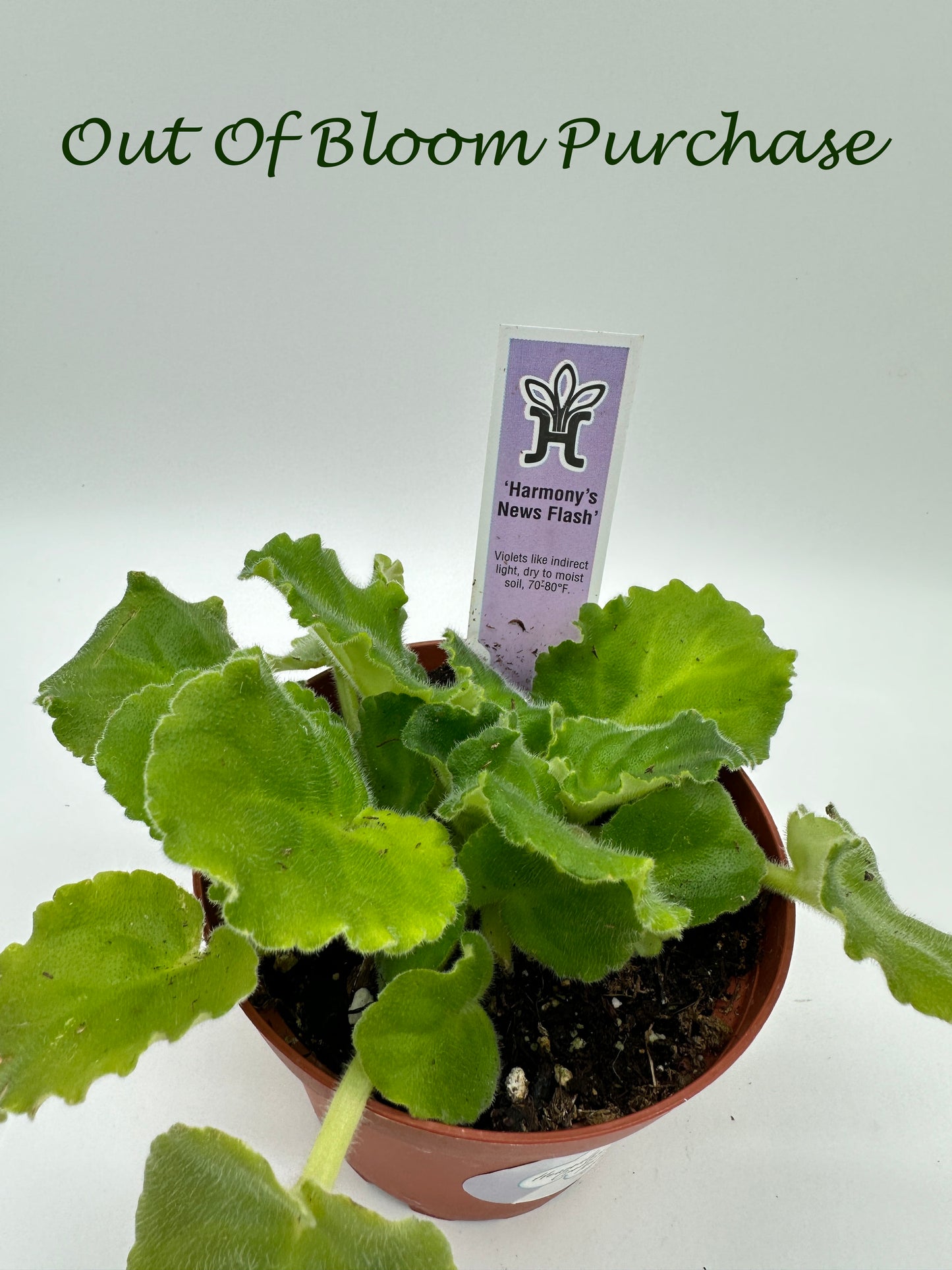 Harmony's News Flash - Live African Violet 4"