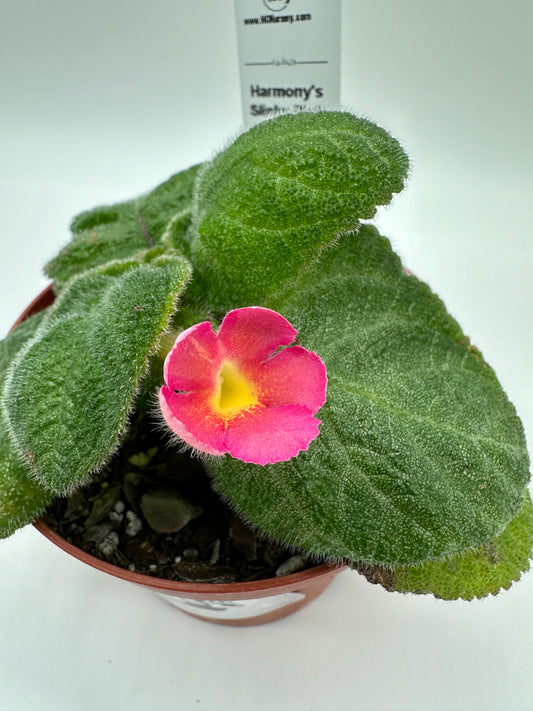Harmony's Slinky Pink - Live Episcia 4"