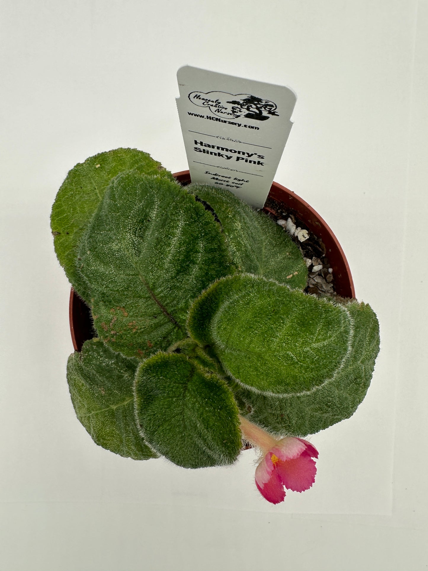 Harmony's Slinky Pink - Live Episcia 4"