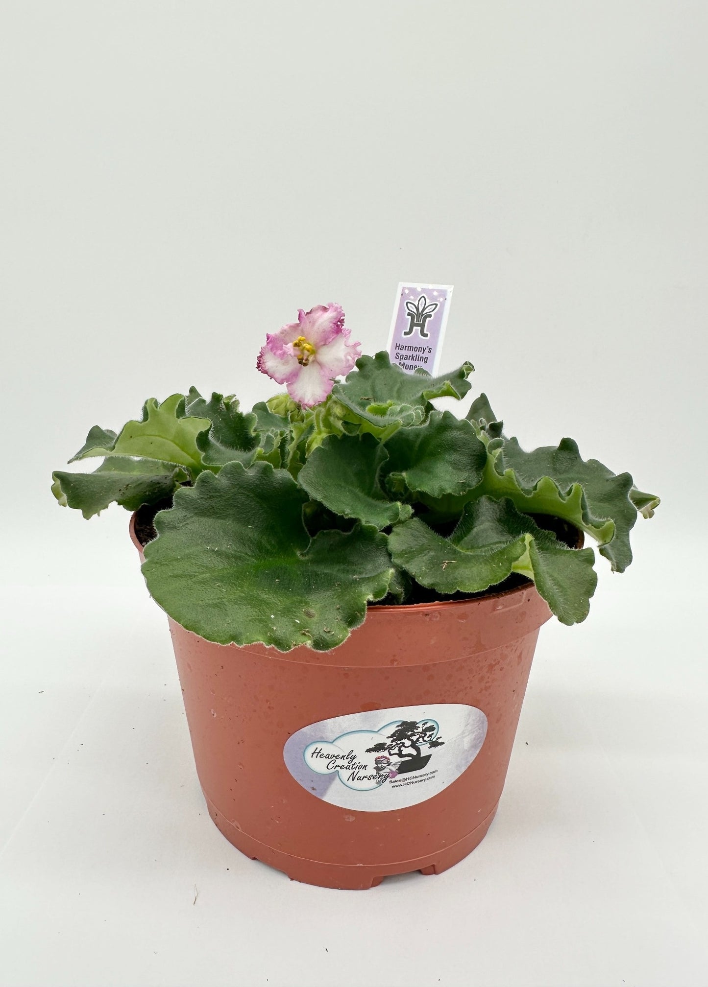 Harmony's Sparkling Money - Live African Violet 6"