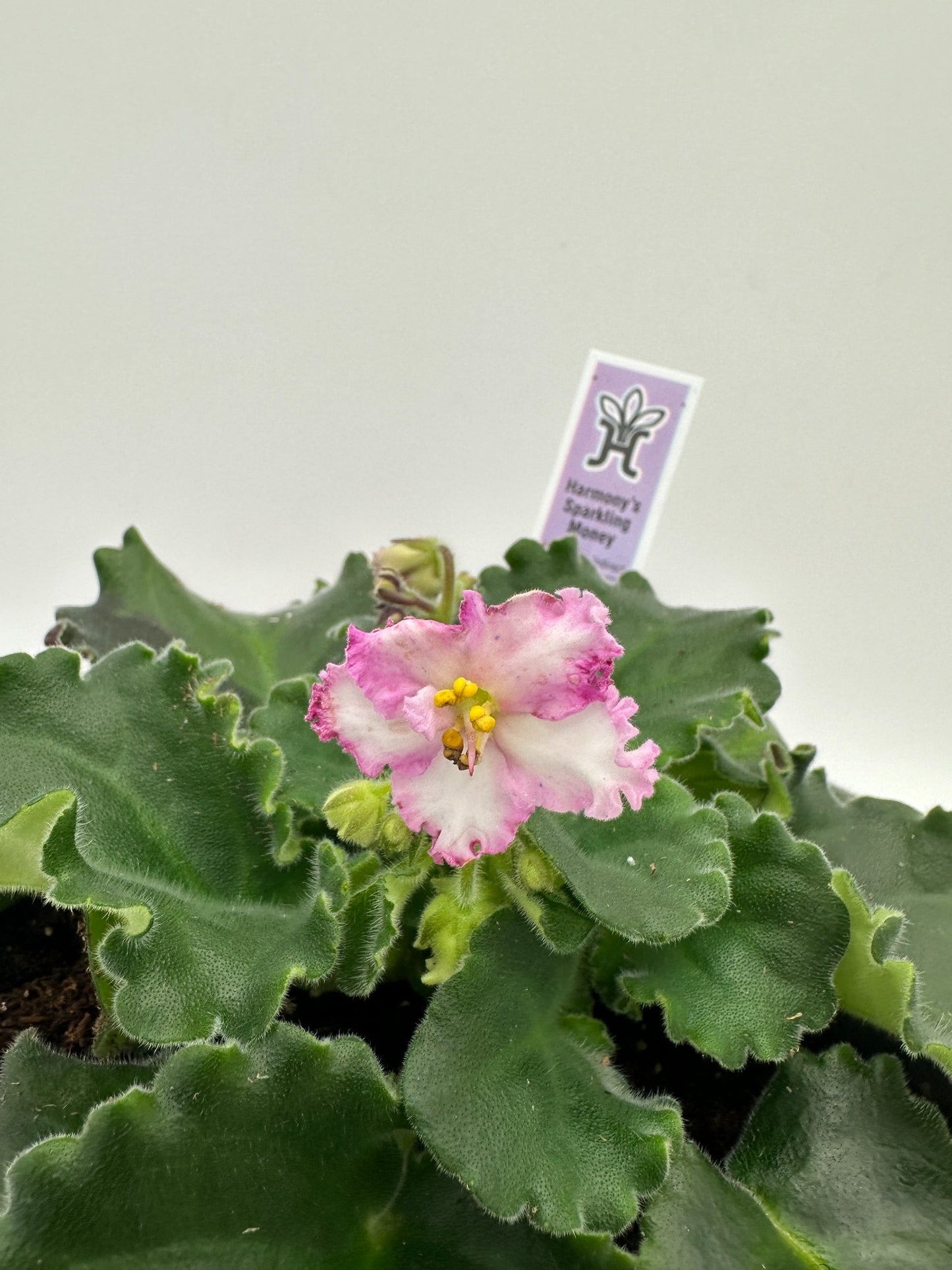 Harmony's Sparkling Money - Live African Violet 6"