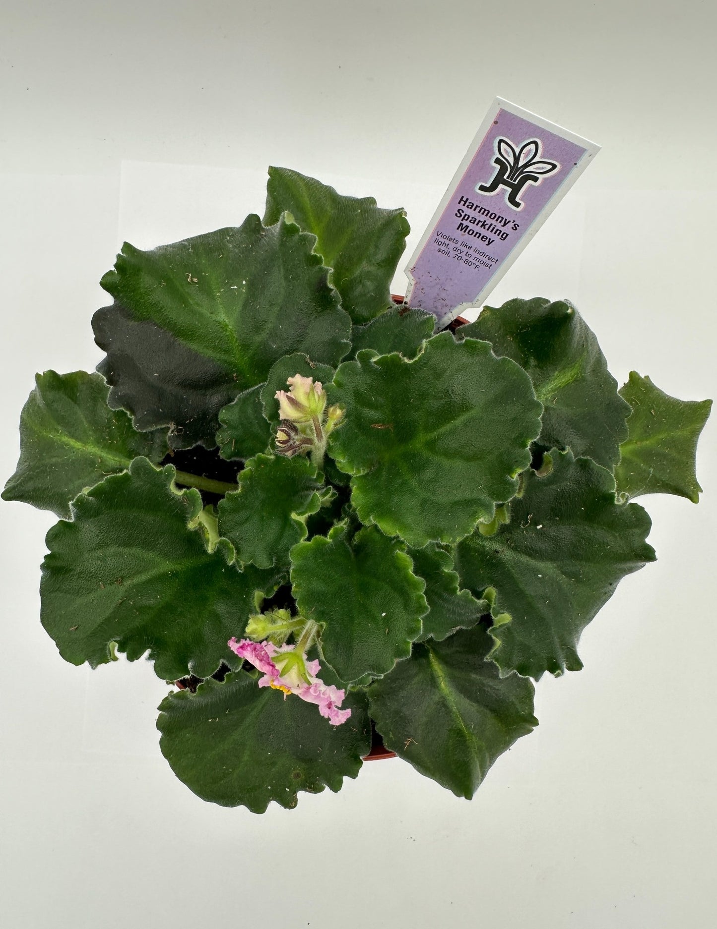 Harmony's Sparkling Money - Live African Violet 6"