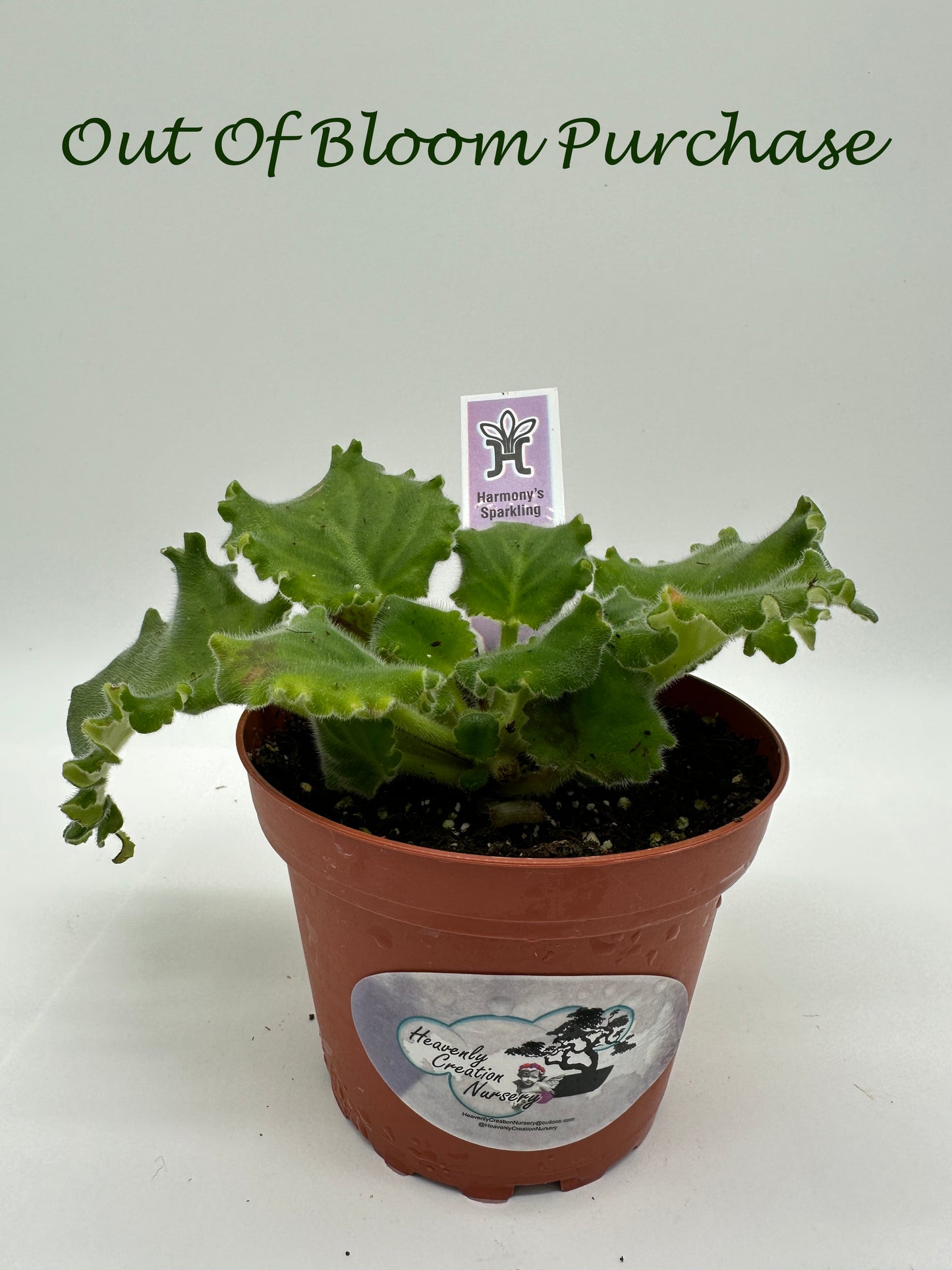 Harmony's Sparkling Money - Live African Violet 4"