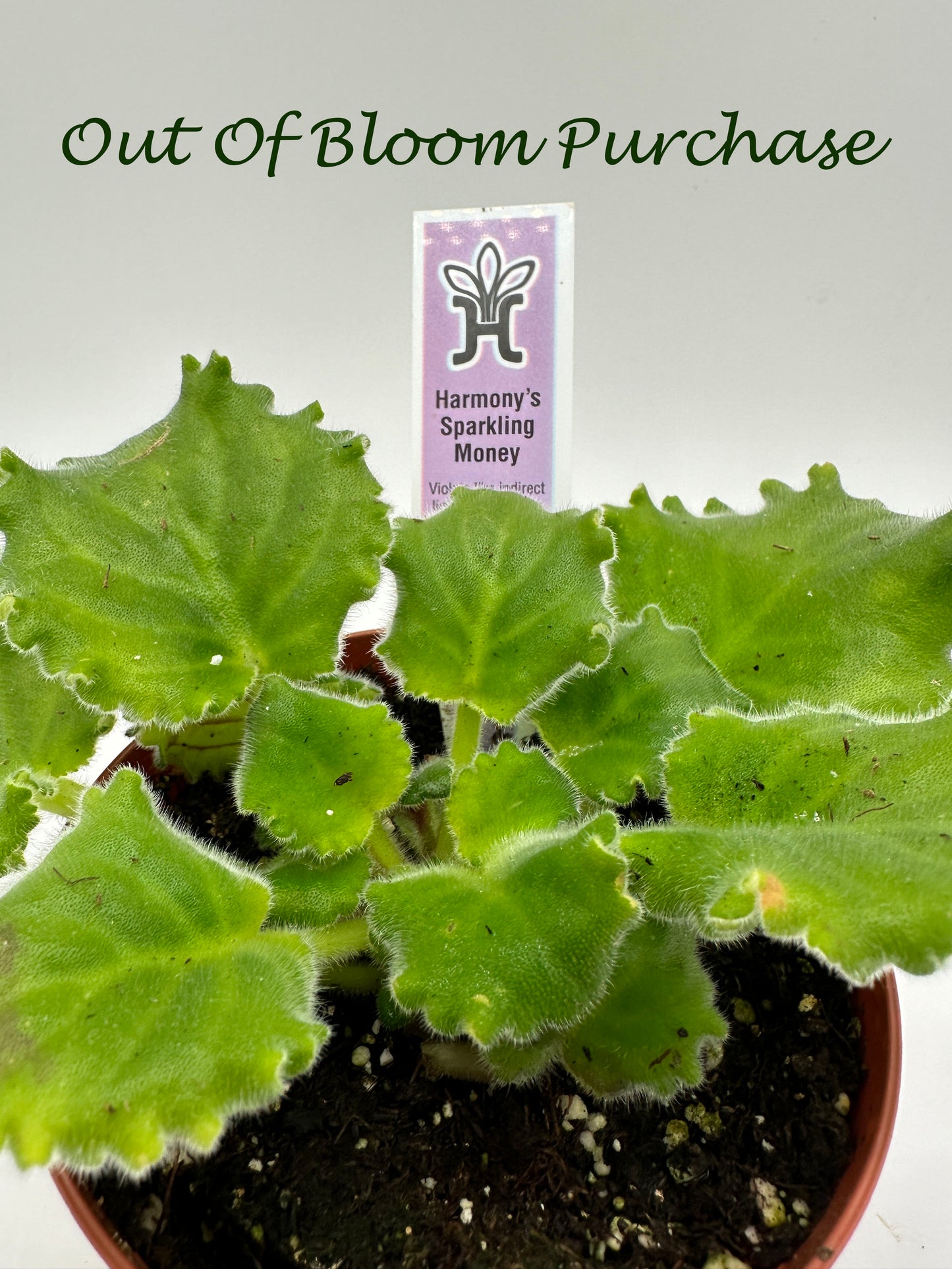 Harmony's Sparkling Money - Live African Violet 4"