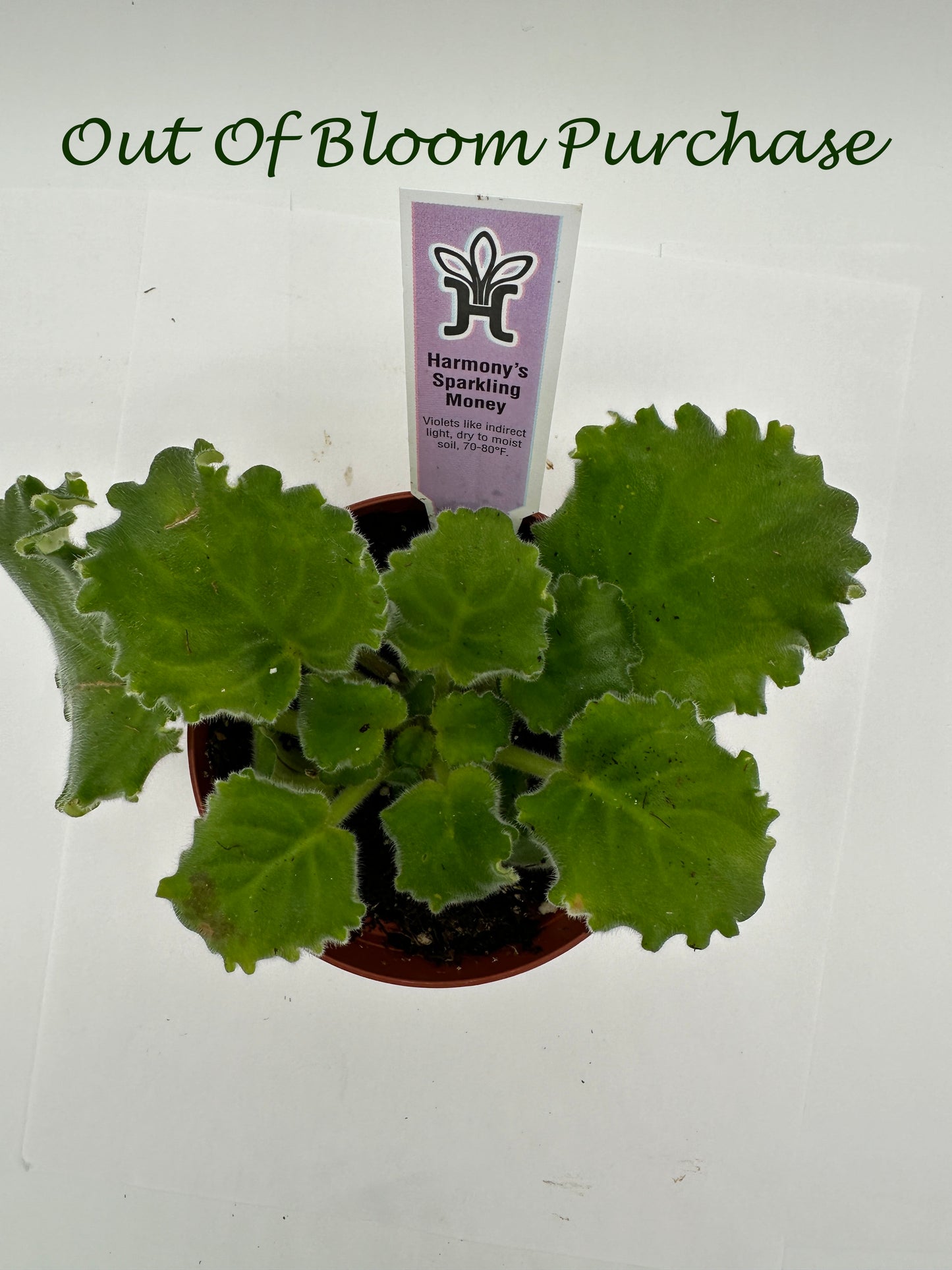 Harmony's Sparkling Money - Live African Violet 4"