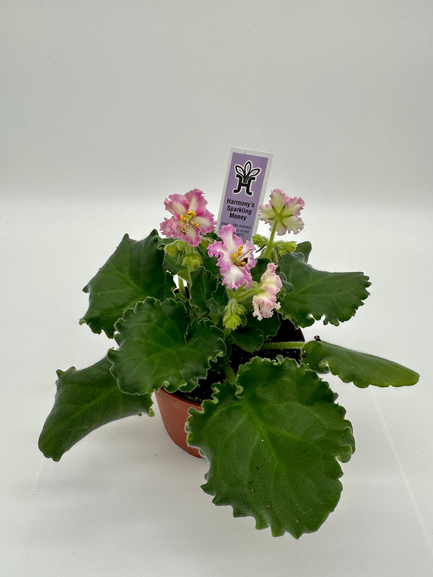 Harmony's Sparkling Money - Live African Violet 4"