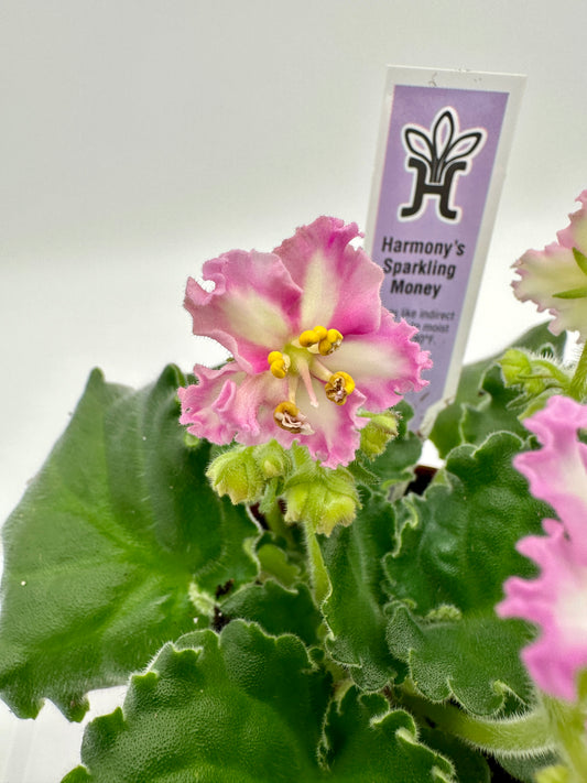 Harmony's Sparkling Money - Live African Violet 4"