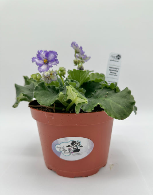 Harmony's Sparkling Money Purple Hybrid - Live African Violet 6"