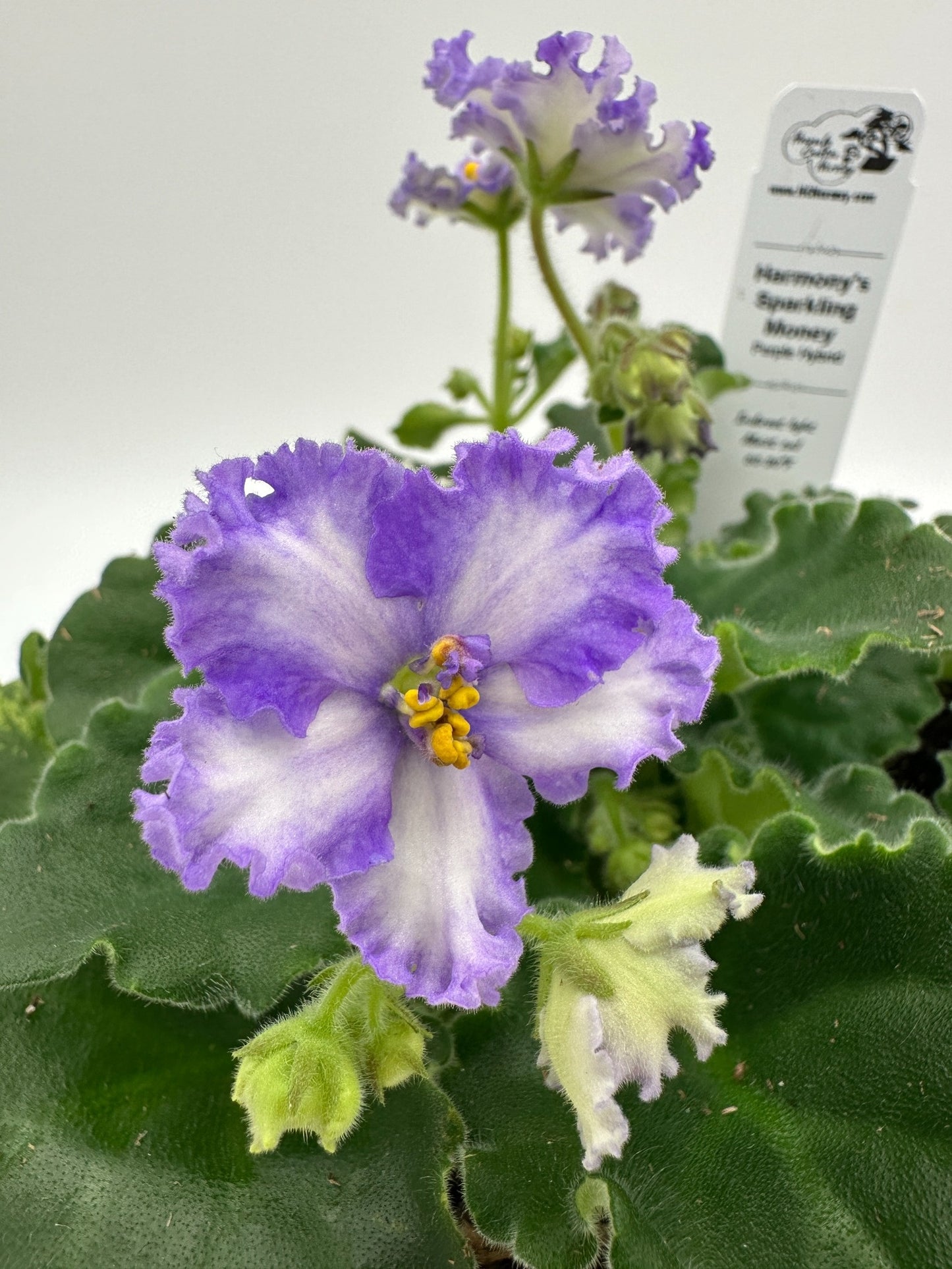 Harmony's Sparkling Money Purple Hybrid - Live African Violet 6"
