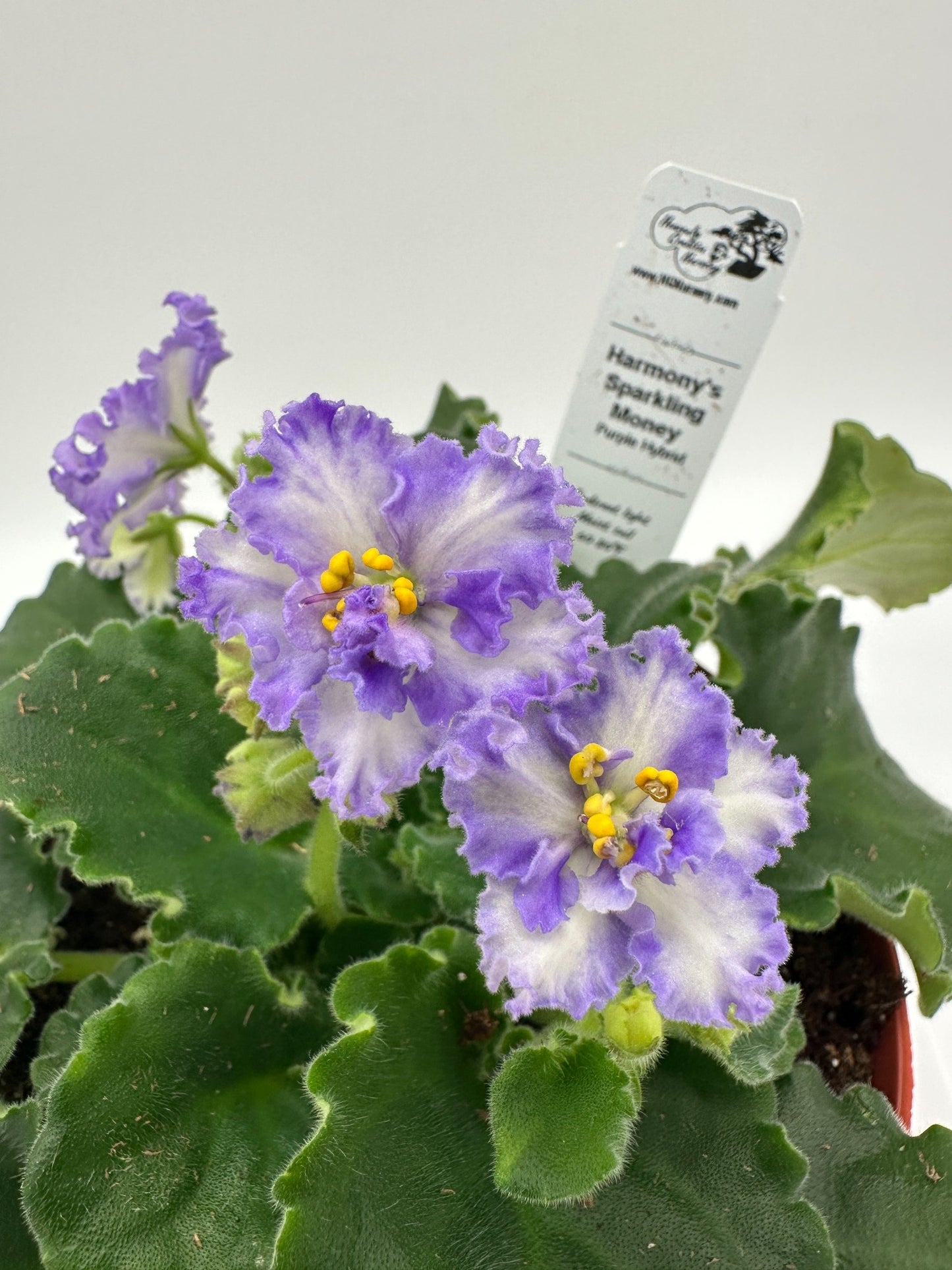 Harmony's Sparkling Money Purple Hybrid - Live African Violet 6"