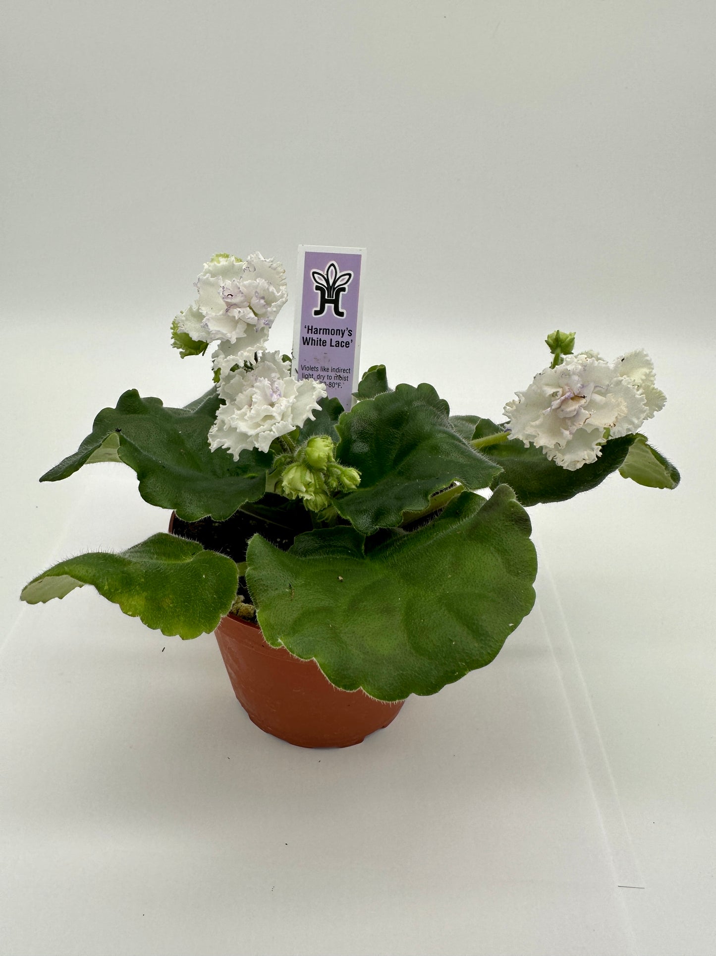 Harmony's White Lace - Live African Violet 4"