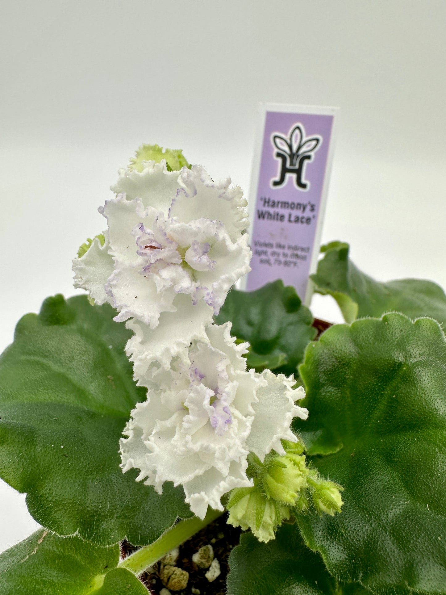 Harmony's White Lace - Live African Violet 4"