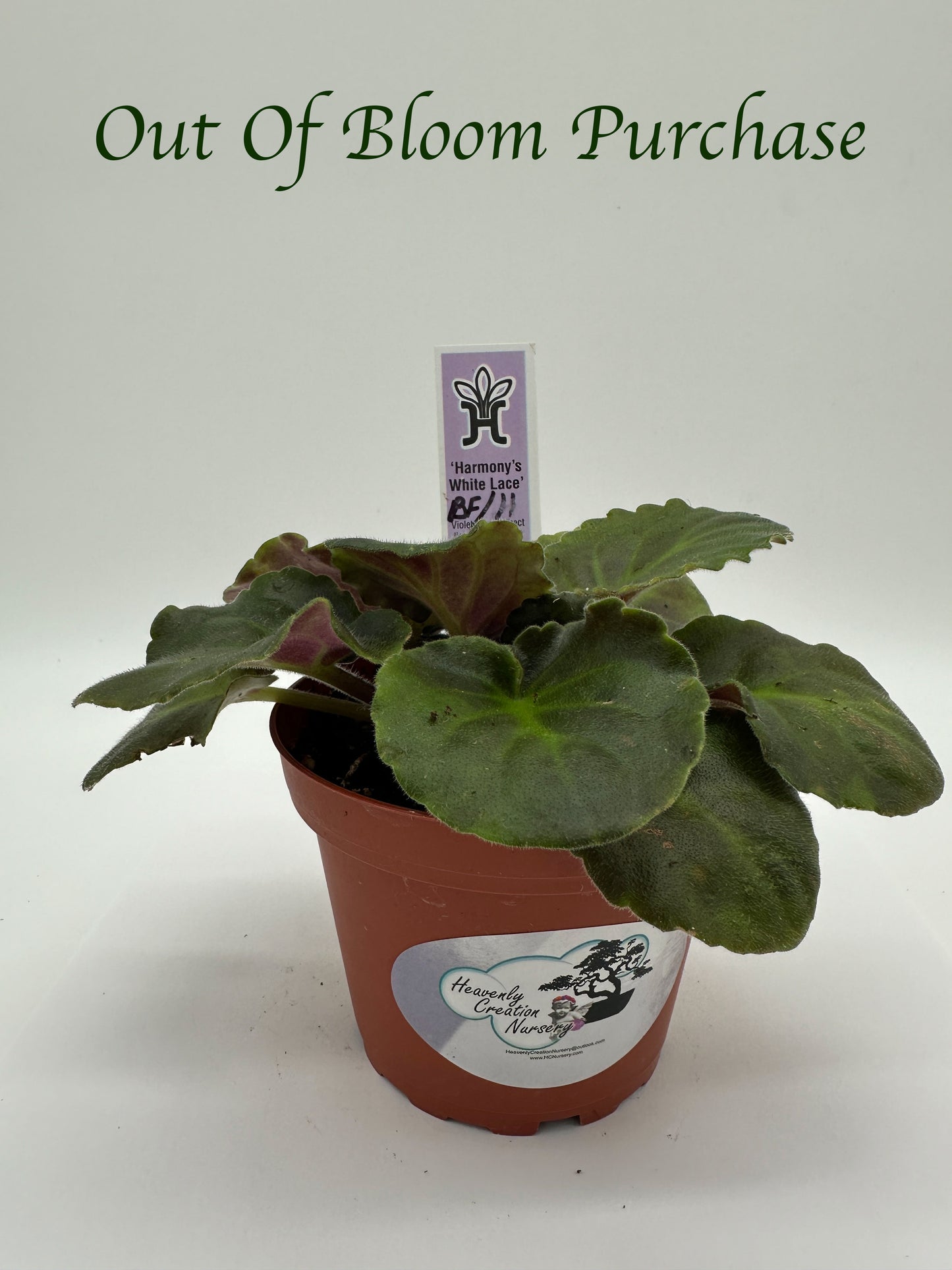 Harmony's White Lace / Blue Frills Hybrid - Live African Violet 4"