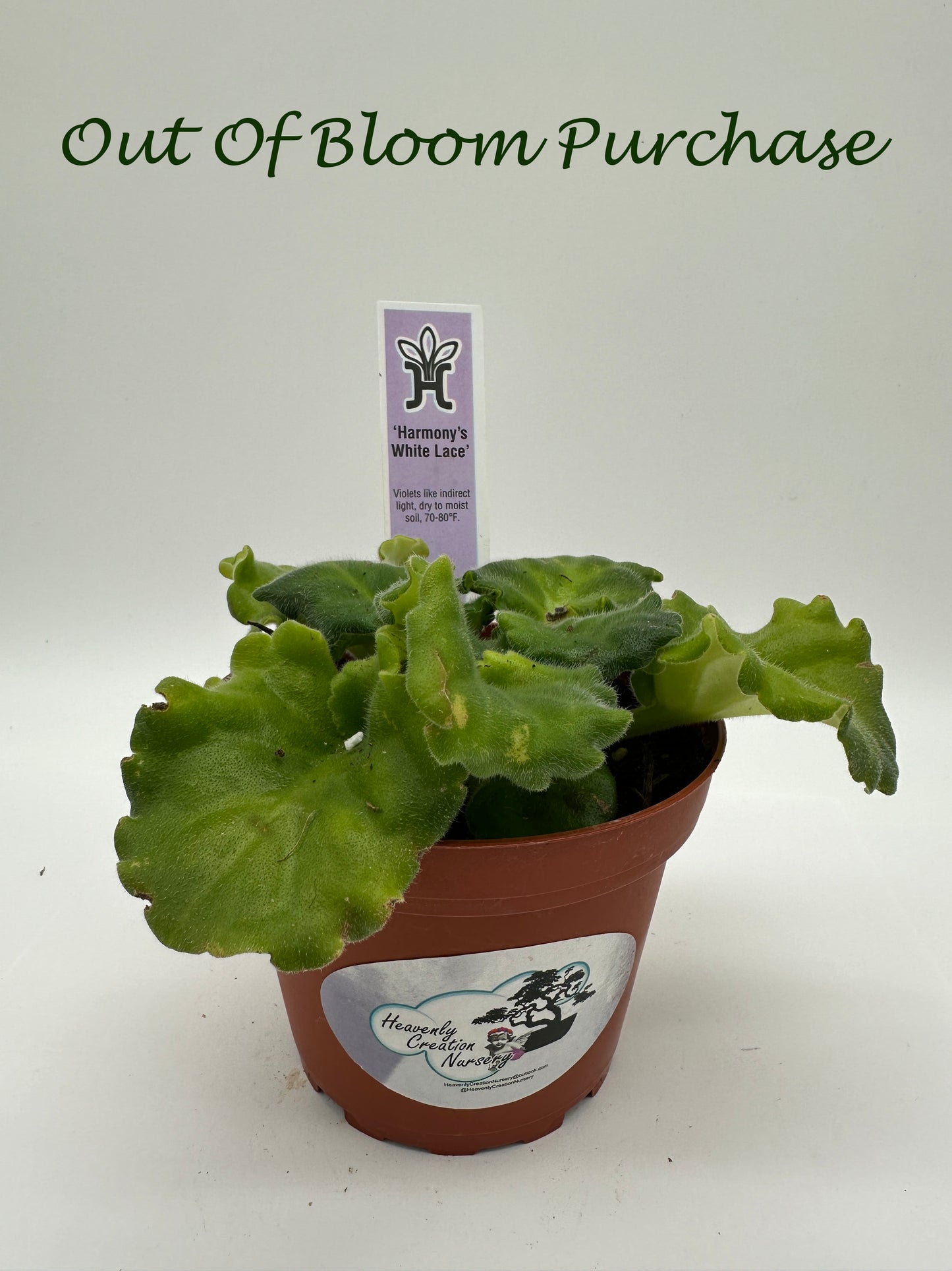 Harmony's White Lace - Live African Violet 4"