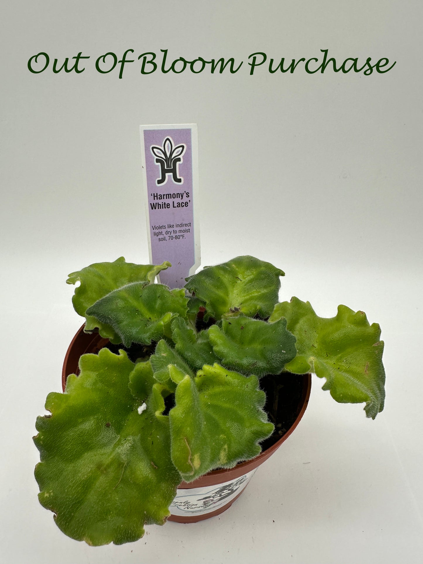 Harmony's White Lace - Live African Violet 4"