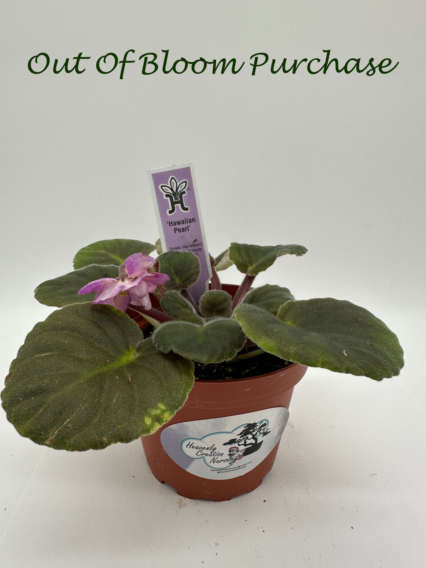 Hawaiian Pearl - Live African Violet 4"