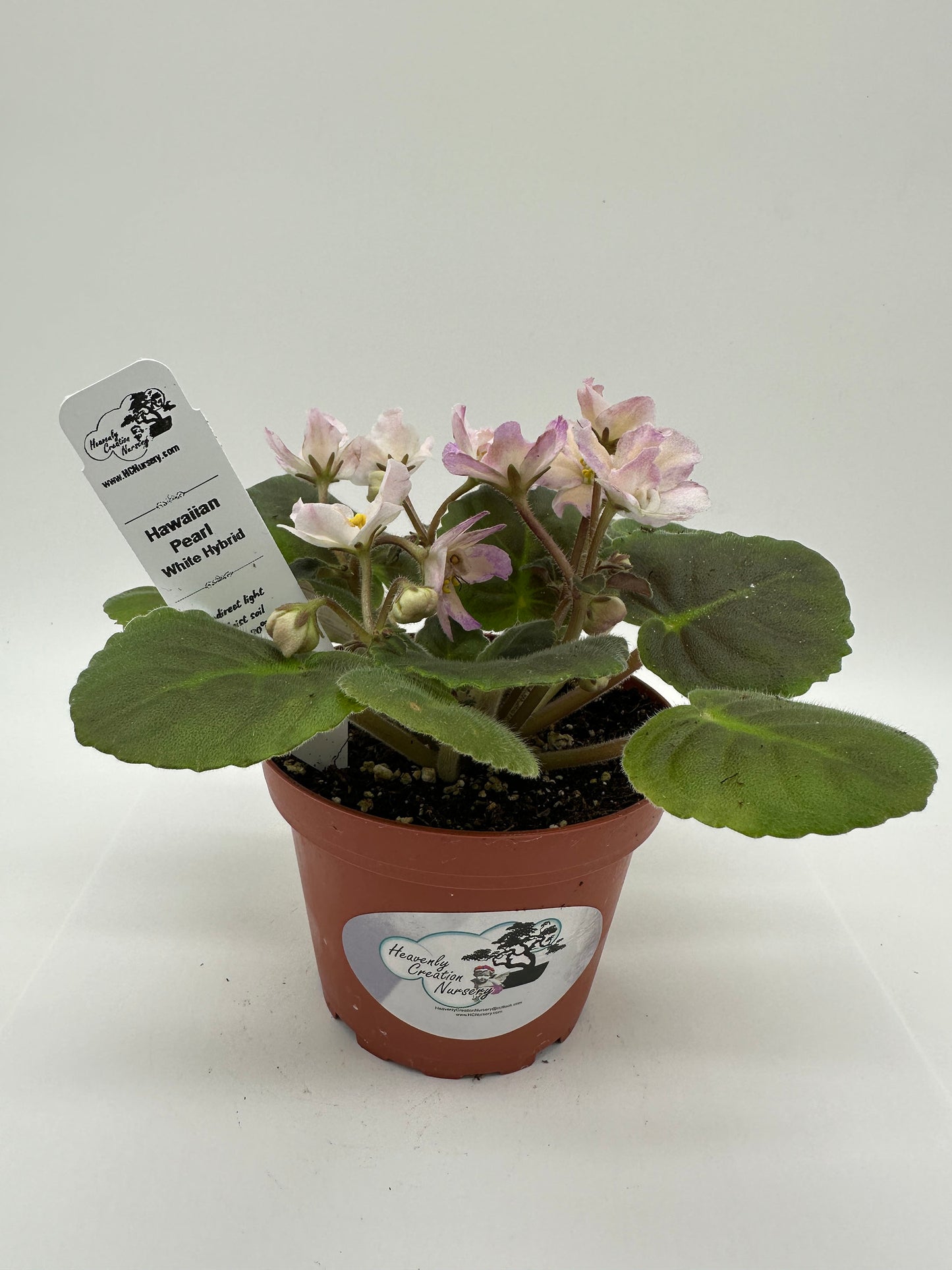 Hawaiian Pearl - White Hybrid - Live African Violet 4"