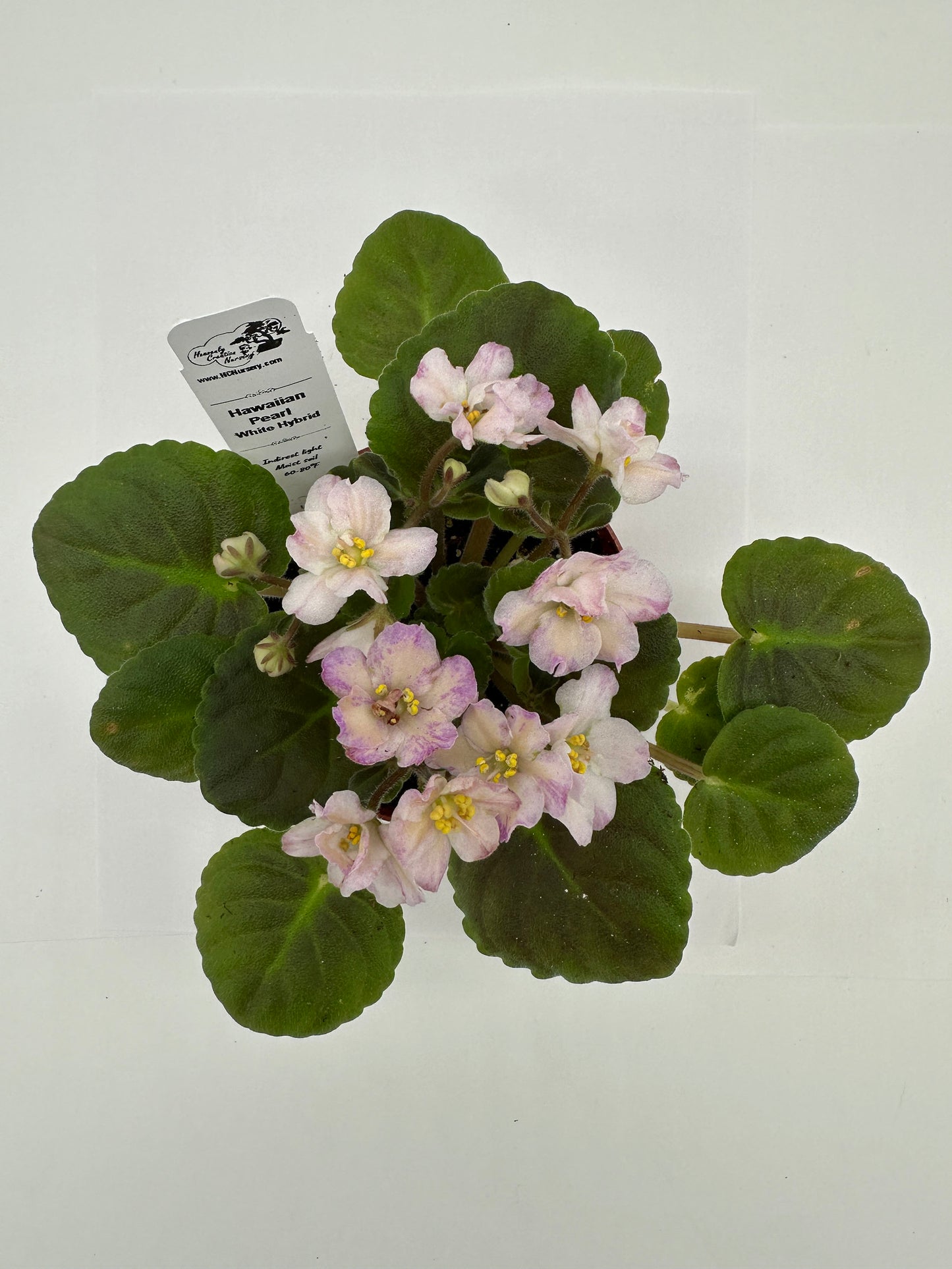 Hawaiian Pearl - White Hybrid - Live African Violet 4"
