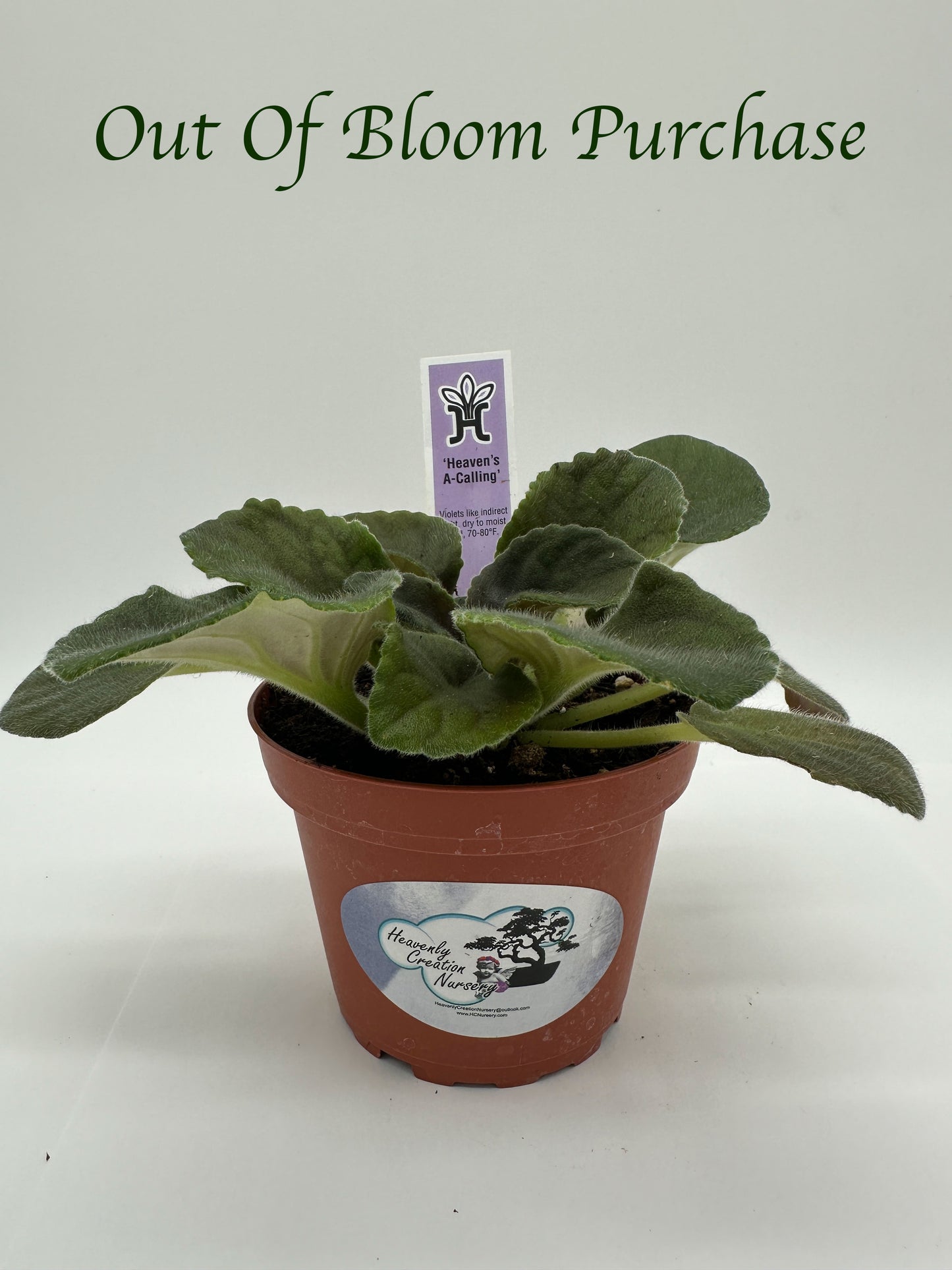 Heaven's A-Calling - White Hybrid - Live African Violet 4"