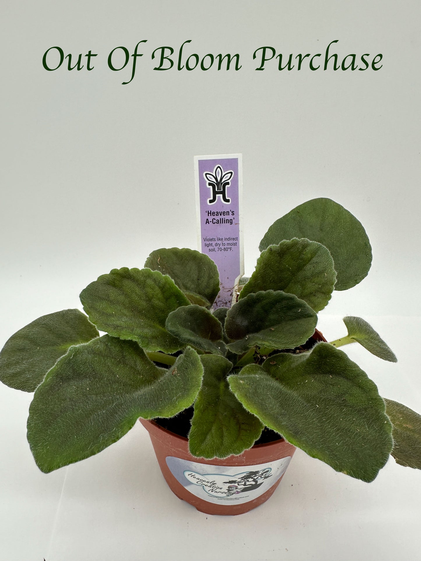 Heaven's A-Calling - White Hybrid - Live African Violet 4"