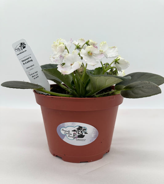 Heaven's A-Calling - White Hybrid - Live African Violet 6"