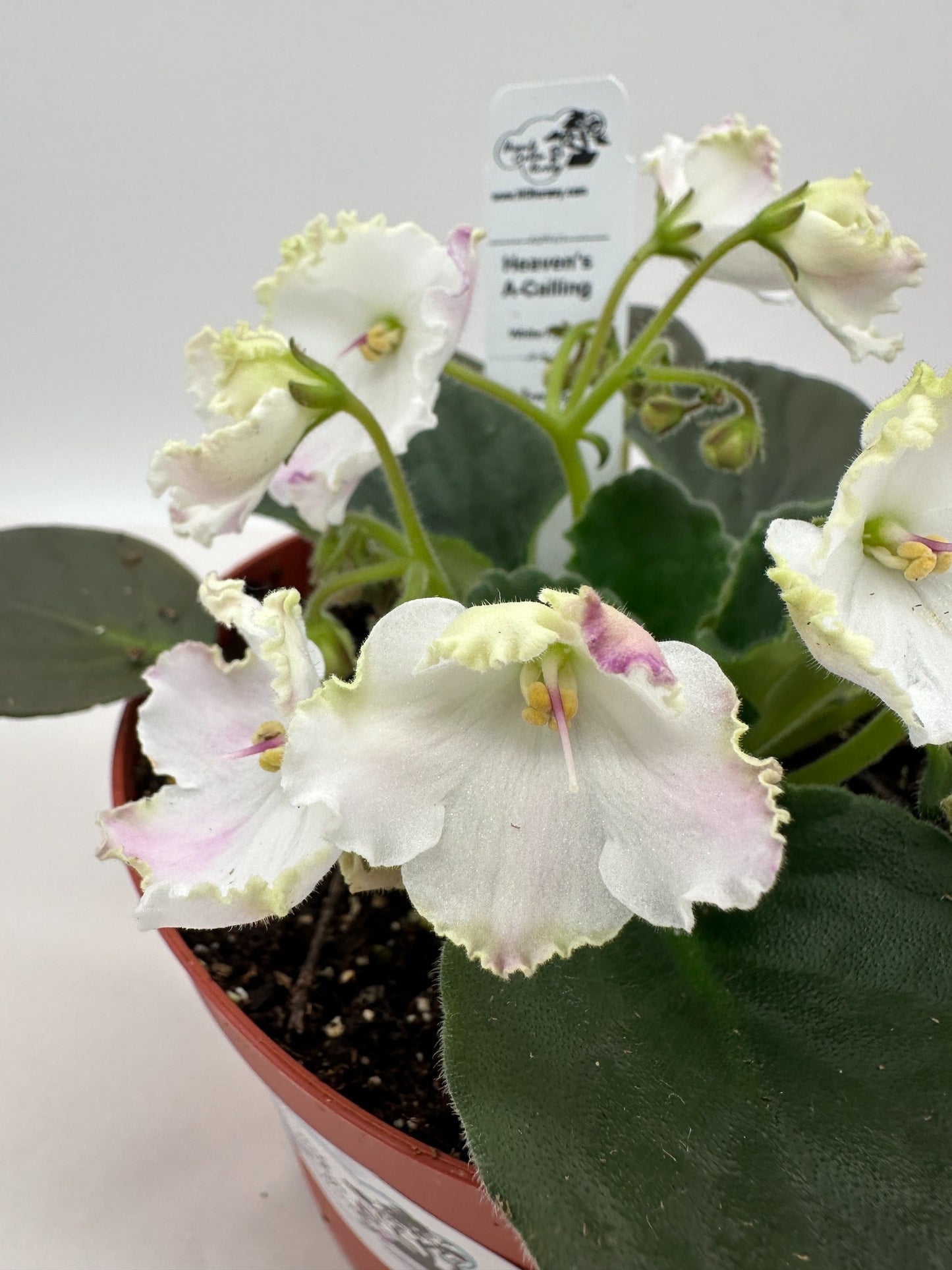 Heaven's A-Calling - White Hybrid - Live African Violet 6"