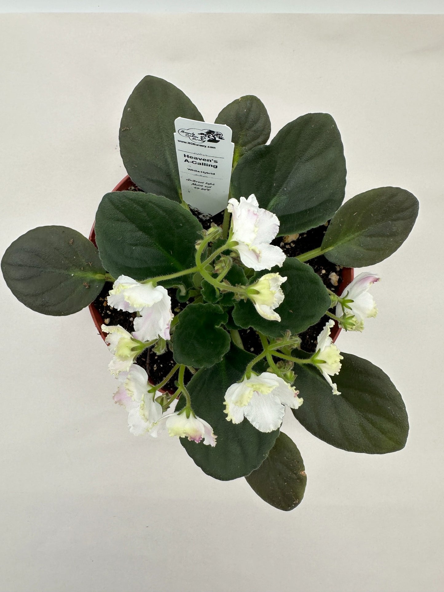 Heaven's A-Calling - White Hybrid - Live African Violet 6"