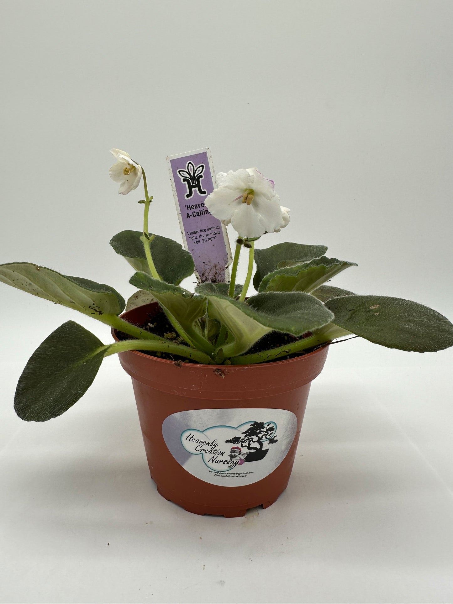 Heaven's A-Calling - White Hybrid - Live African Violet 4"