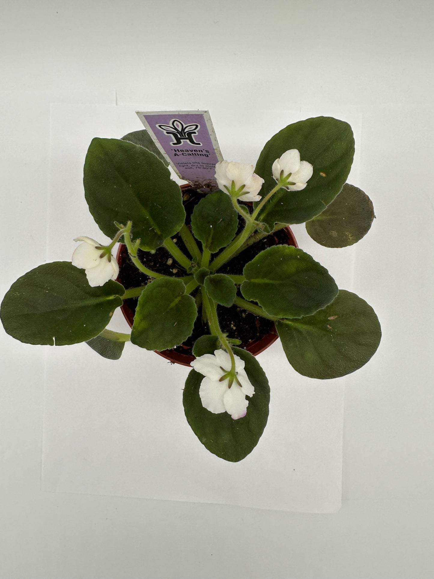 Heaven's A-Calling - White Hybrid - Live African Violet 4"